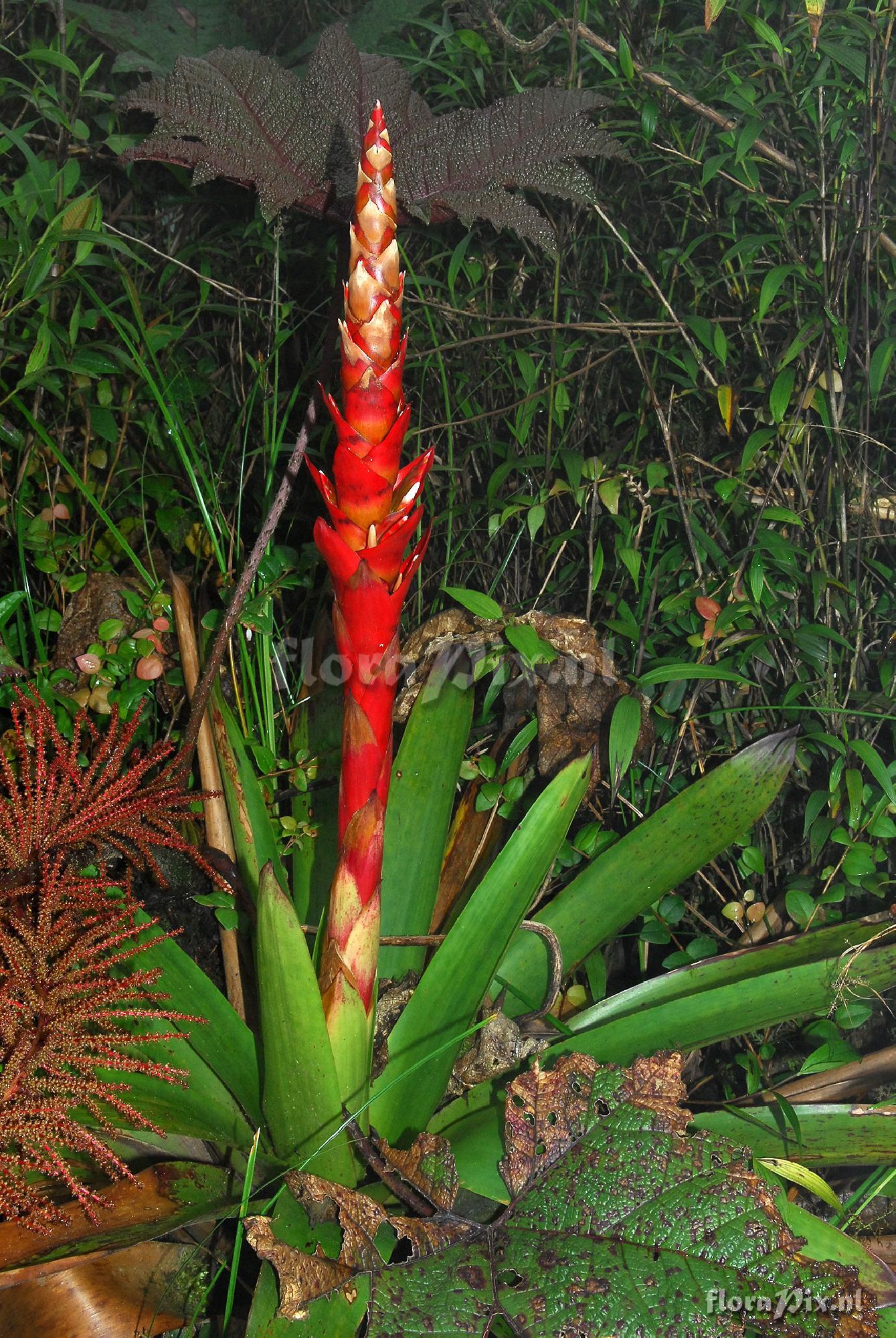 Tillandsia schimperiana