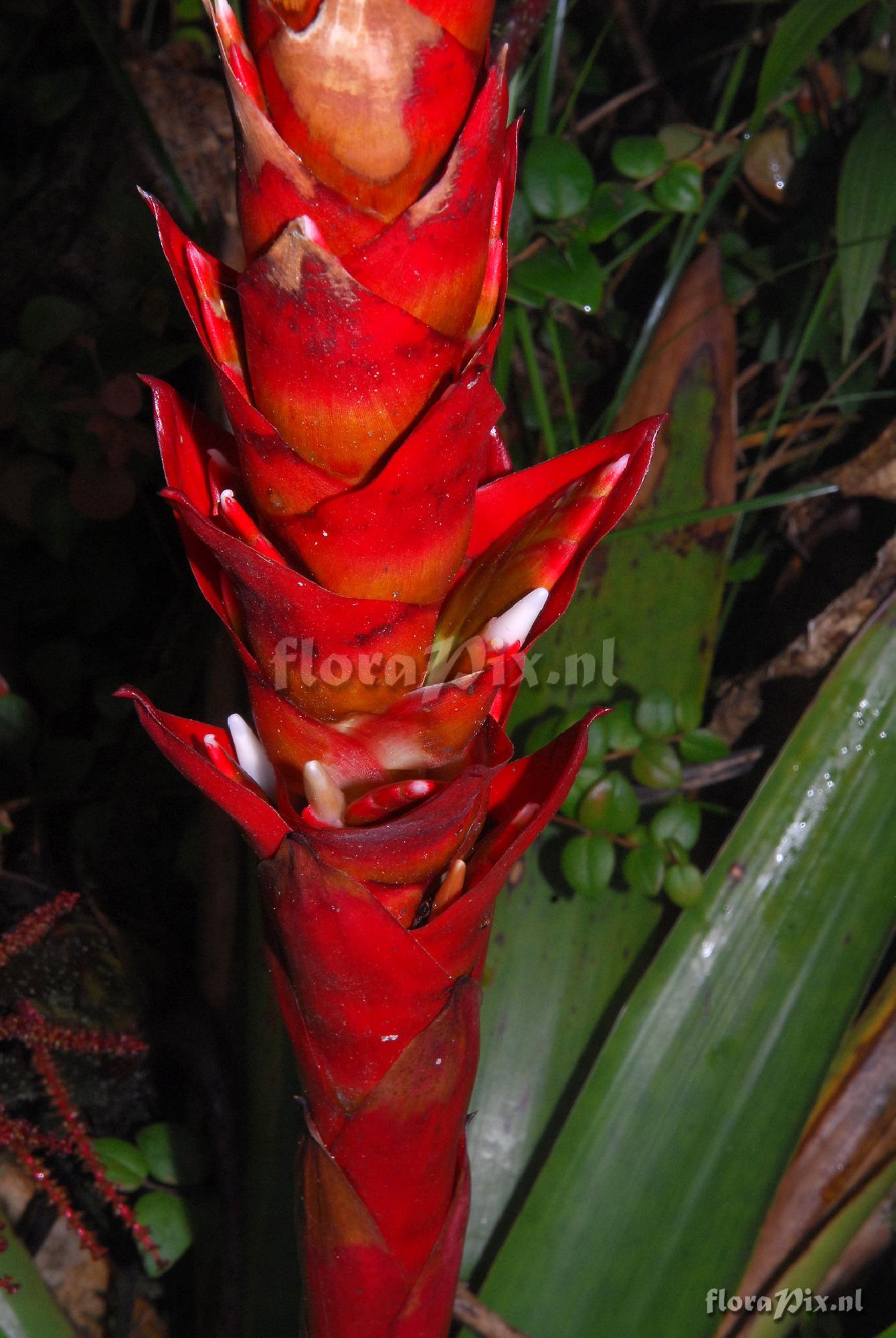 Tillandsia schimperiana