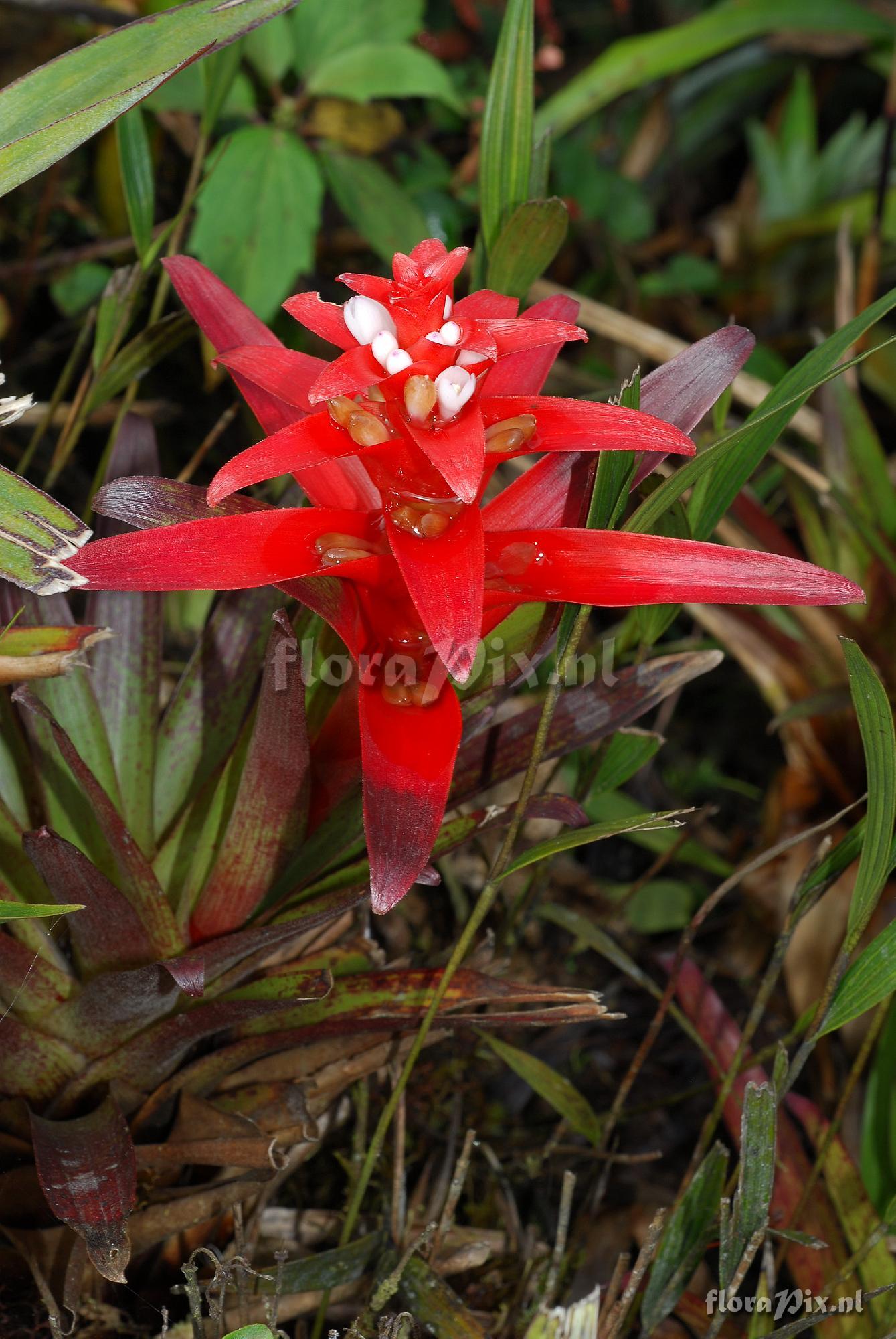 Guzmania mosquerae