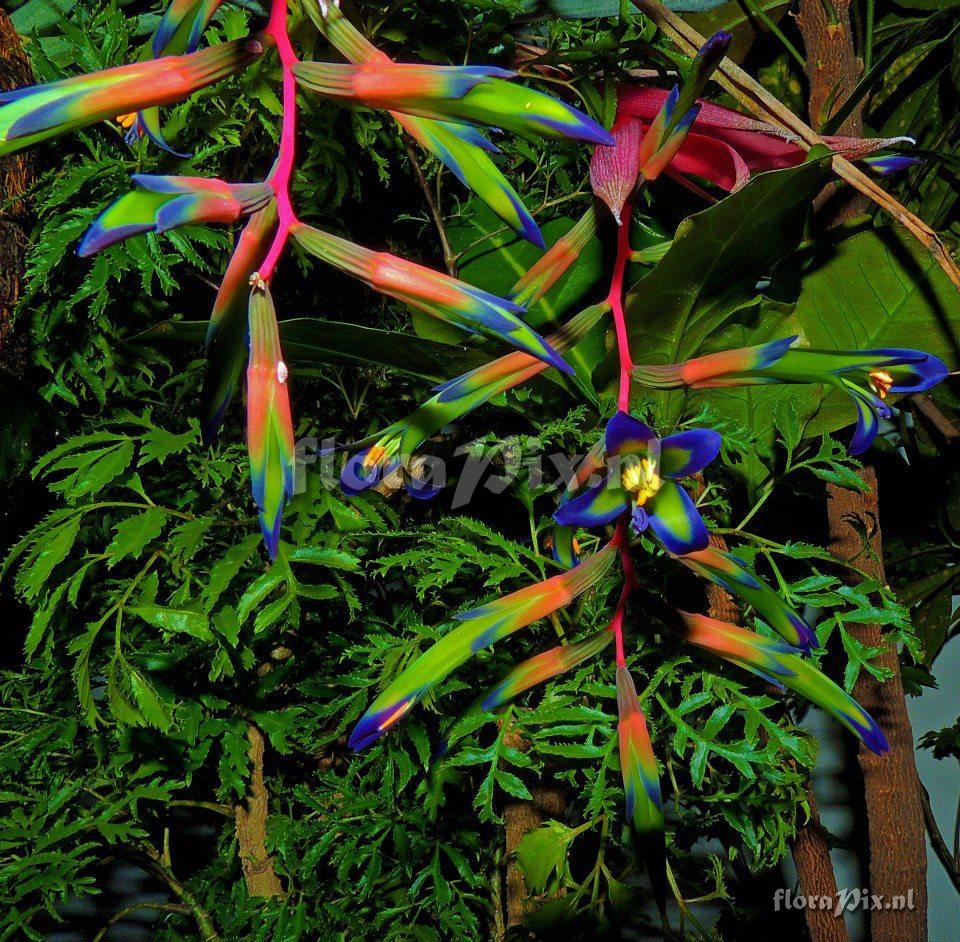 Billbergia 