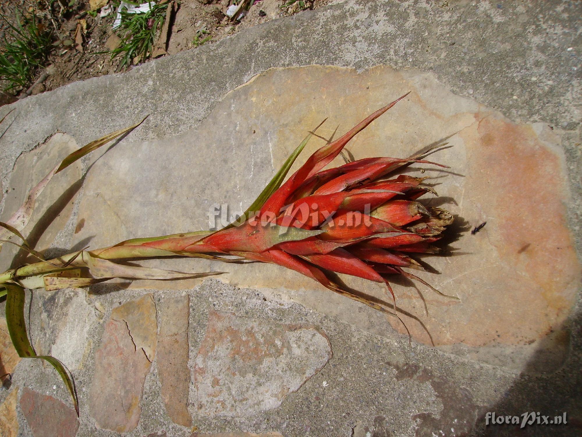 Tillandsia mateoensis