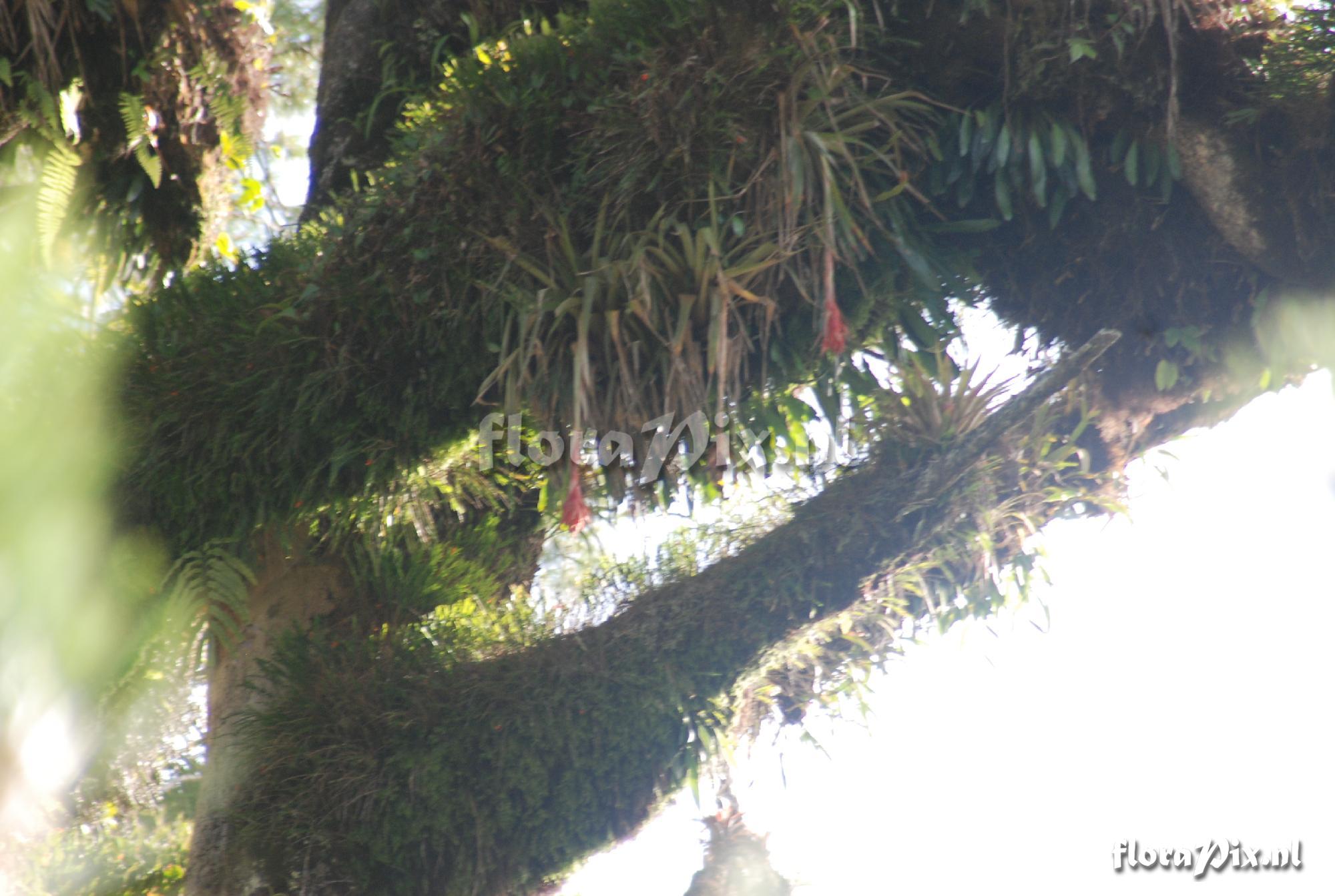 Tillandsia mateoensis