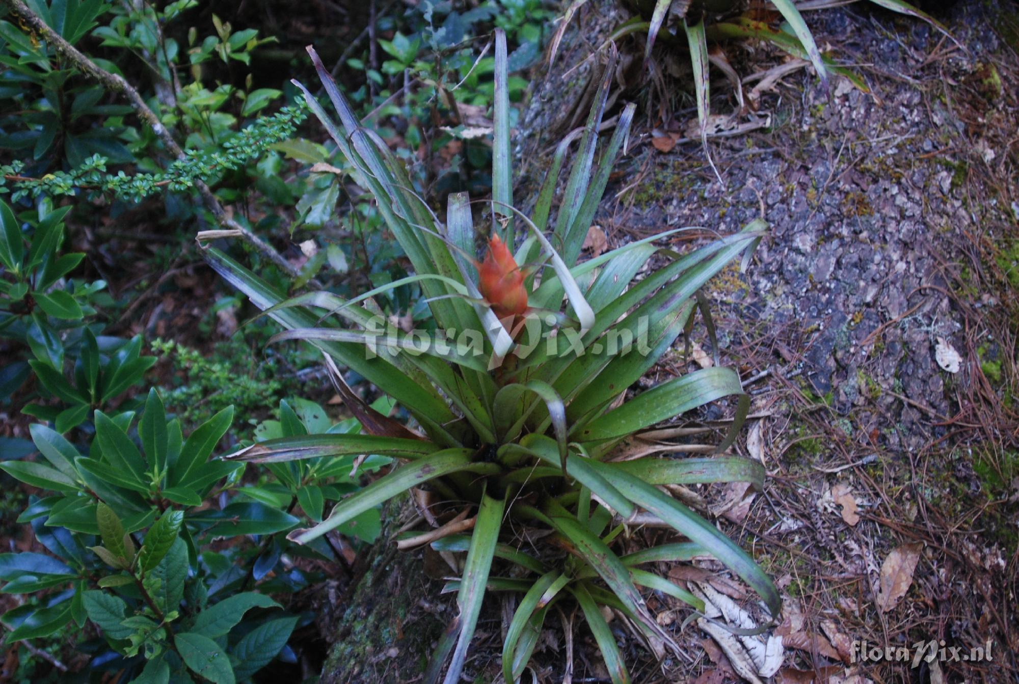 Tillandsia ponderosa