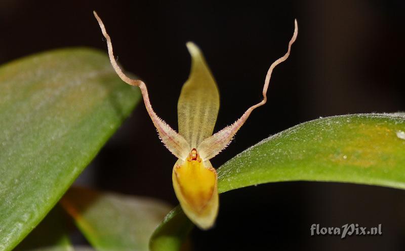 Pleurothallis hemirhoda