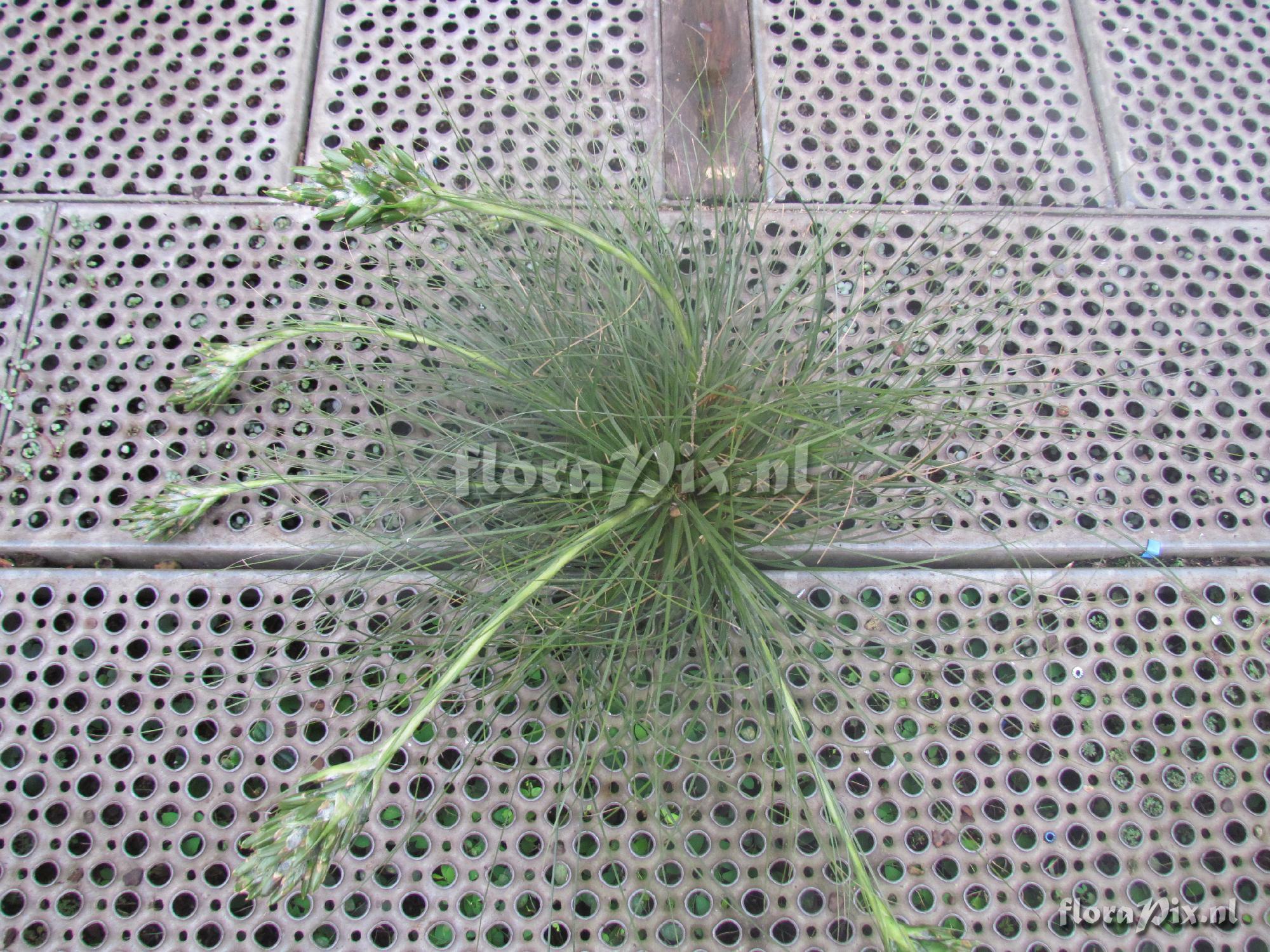 Tillandsia juncea