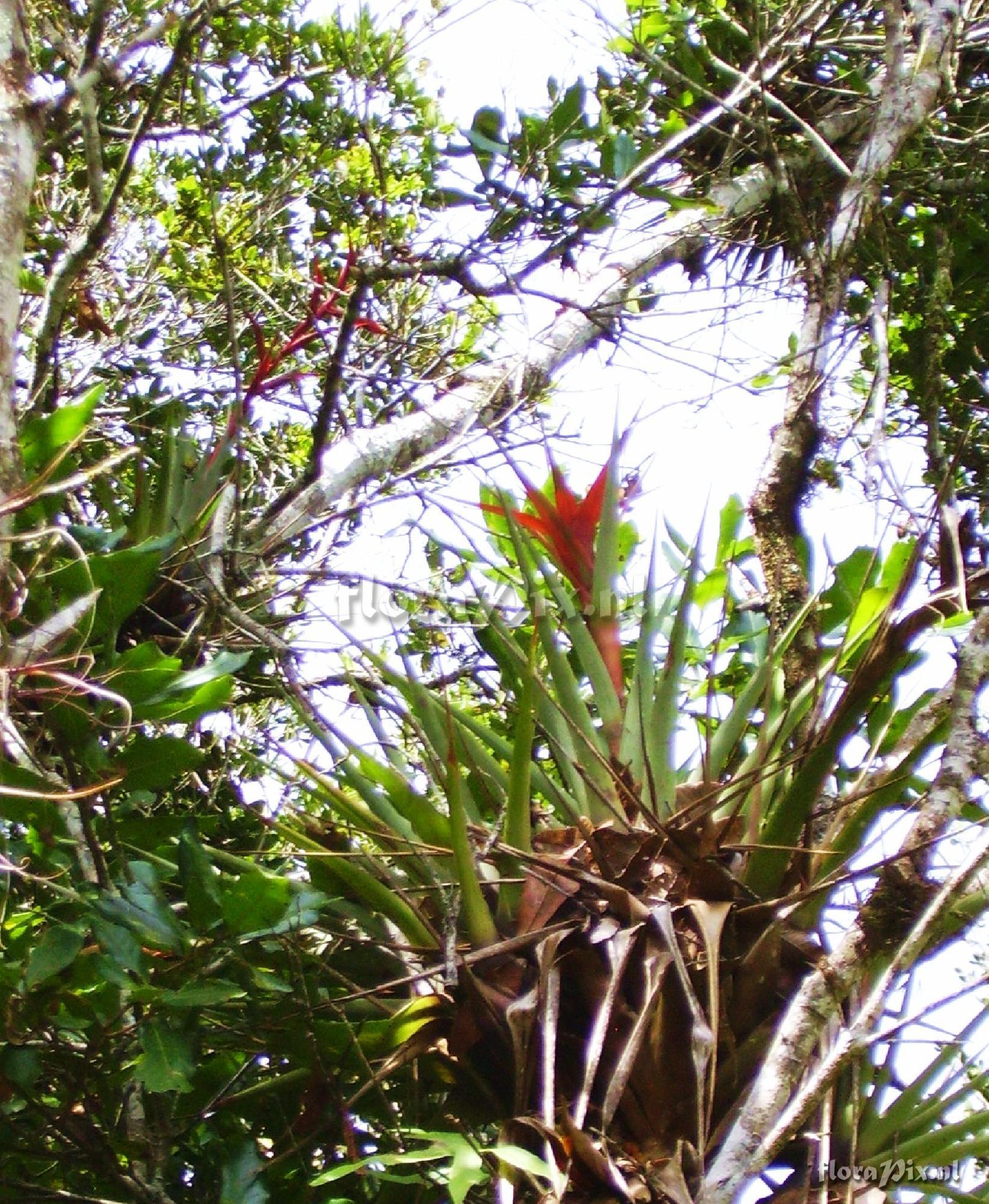 Tillandsia  lautnerii