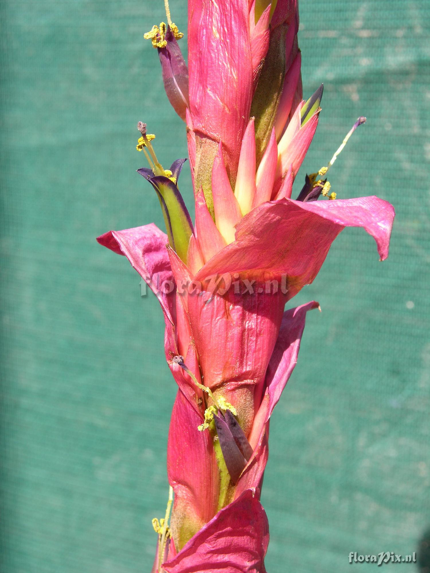 Tillandsia porphyrocraspeda