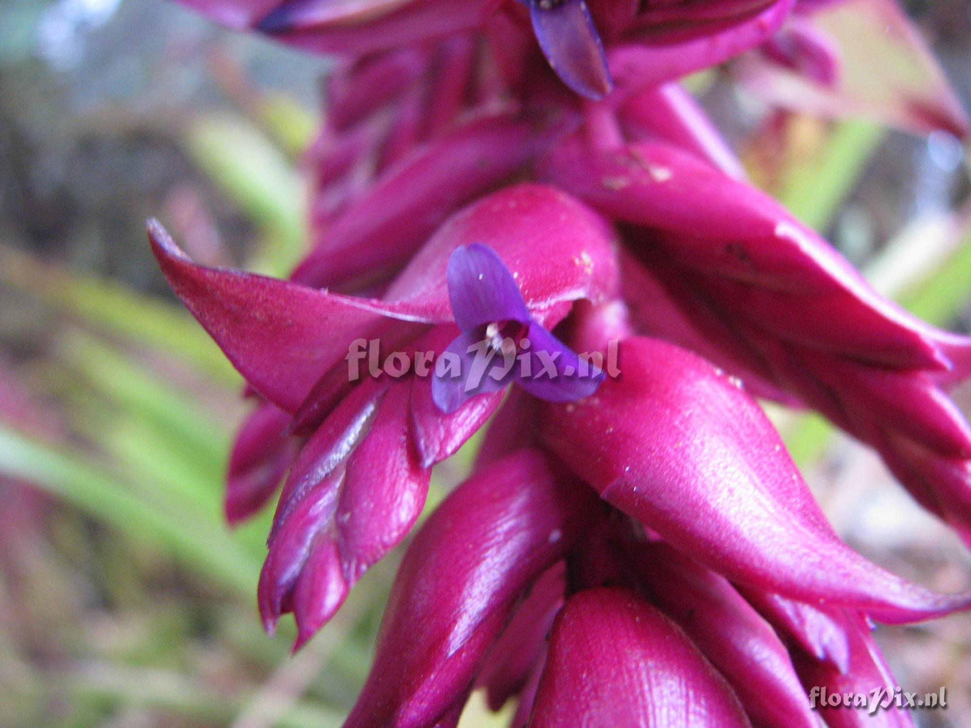 Tillandsia ionochroma