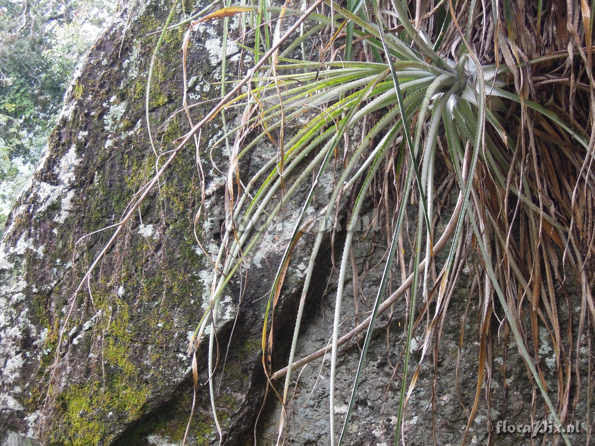 Hechtia guatemalensis