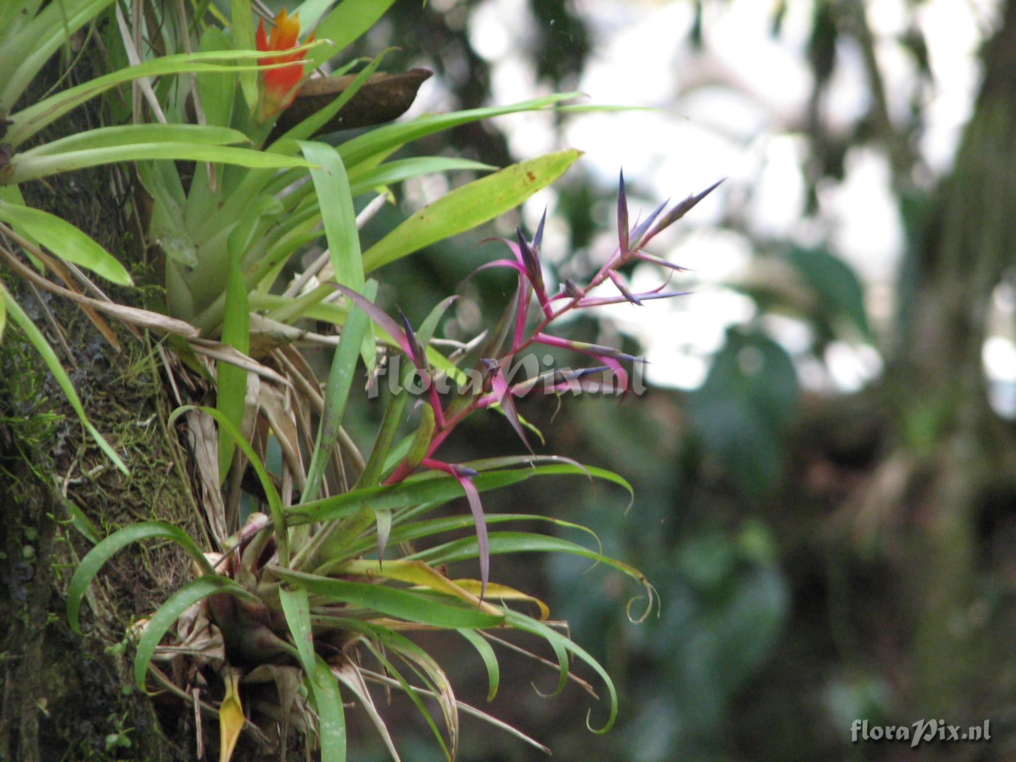 Tillandsia leiboldiana