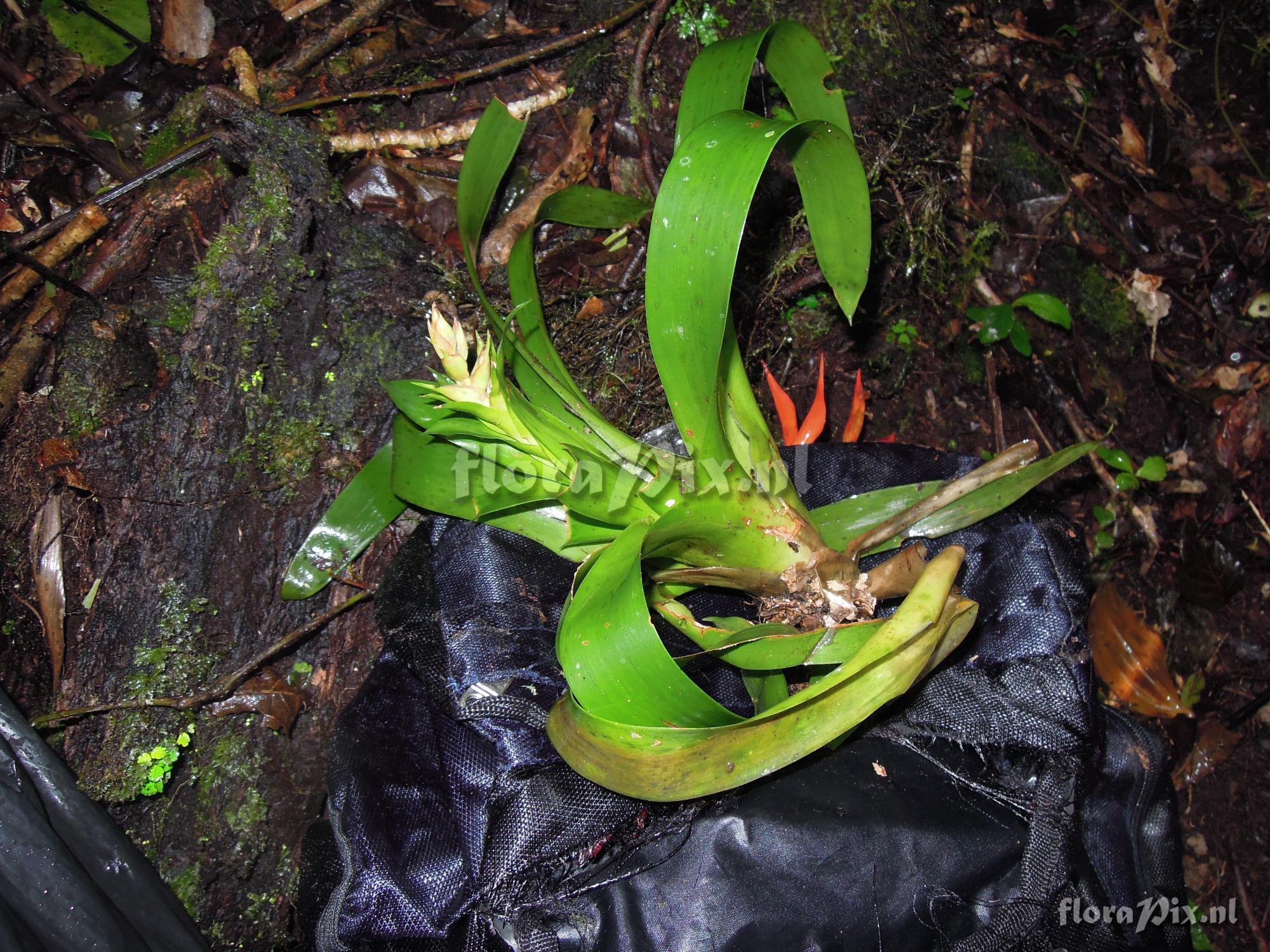 Tillandsia spec.