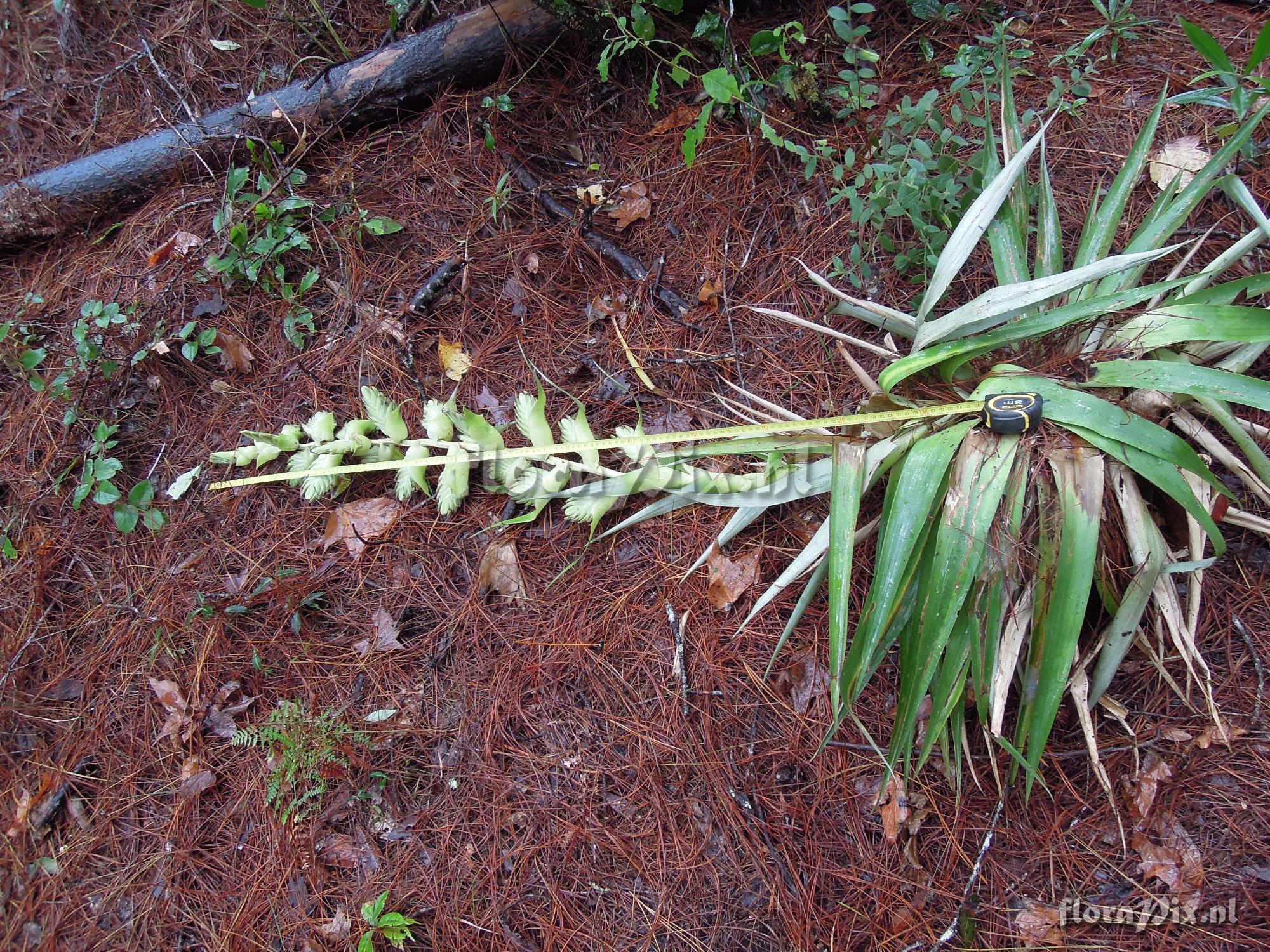 Tillandsia eizii