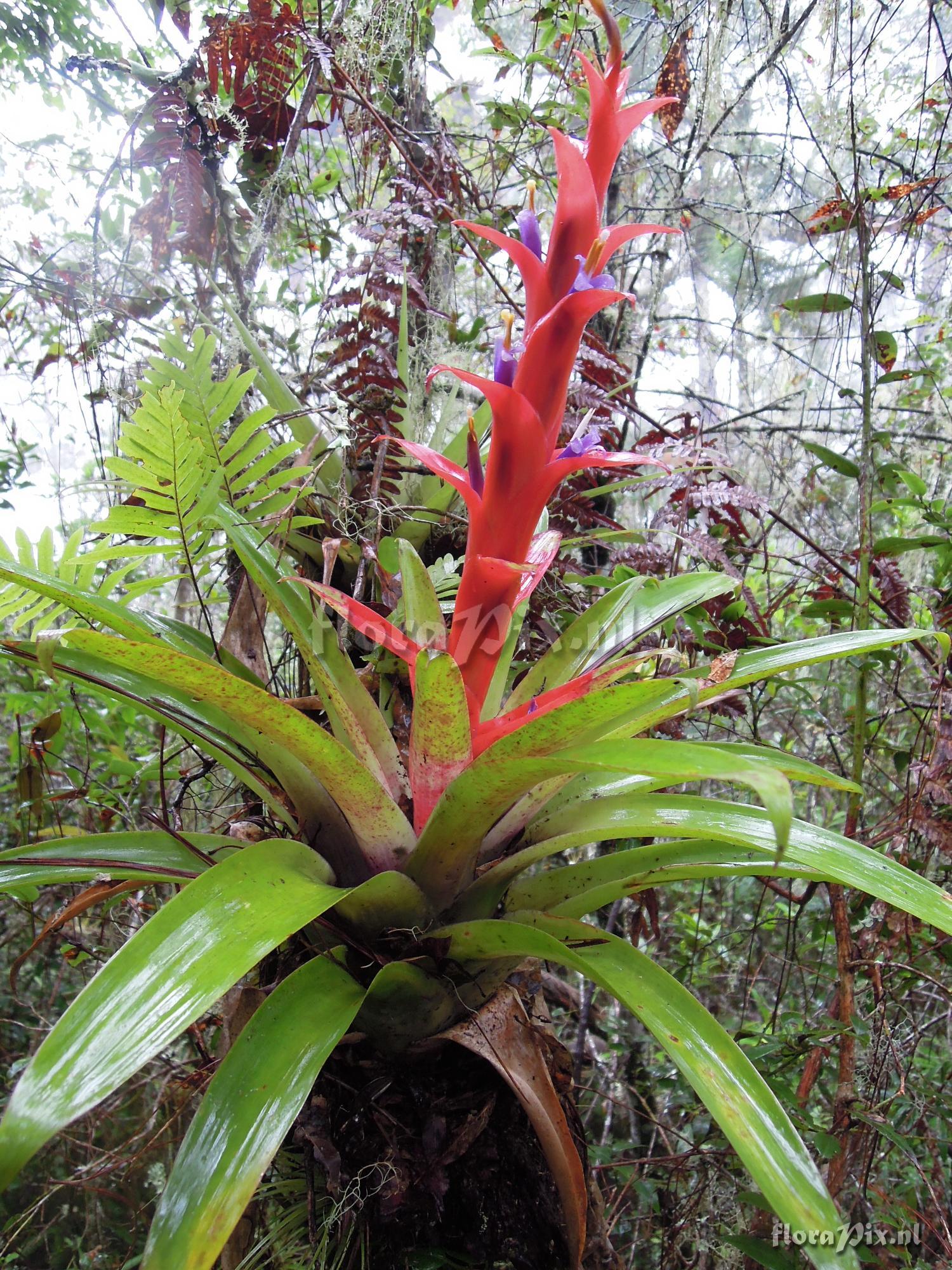 Tillandsia candelifera