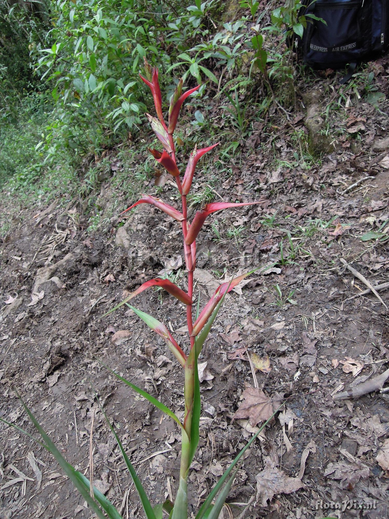 Tillandsia orogenes