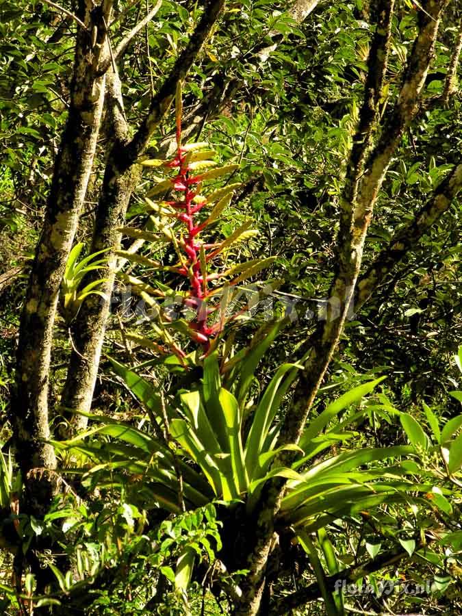 Tillandsia fendleri