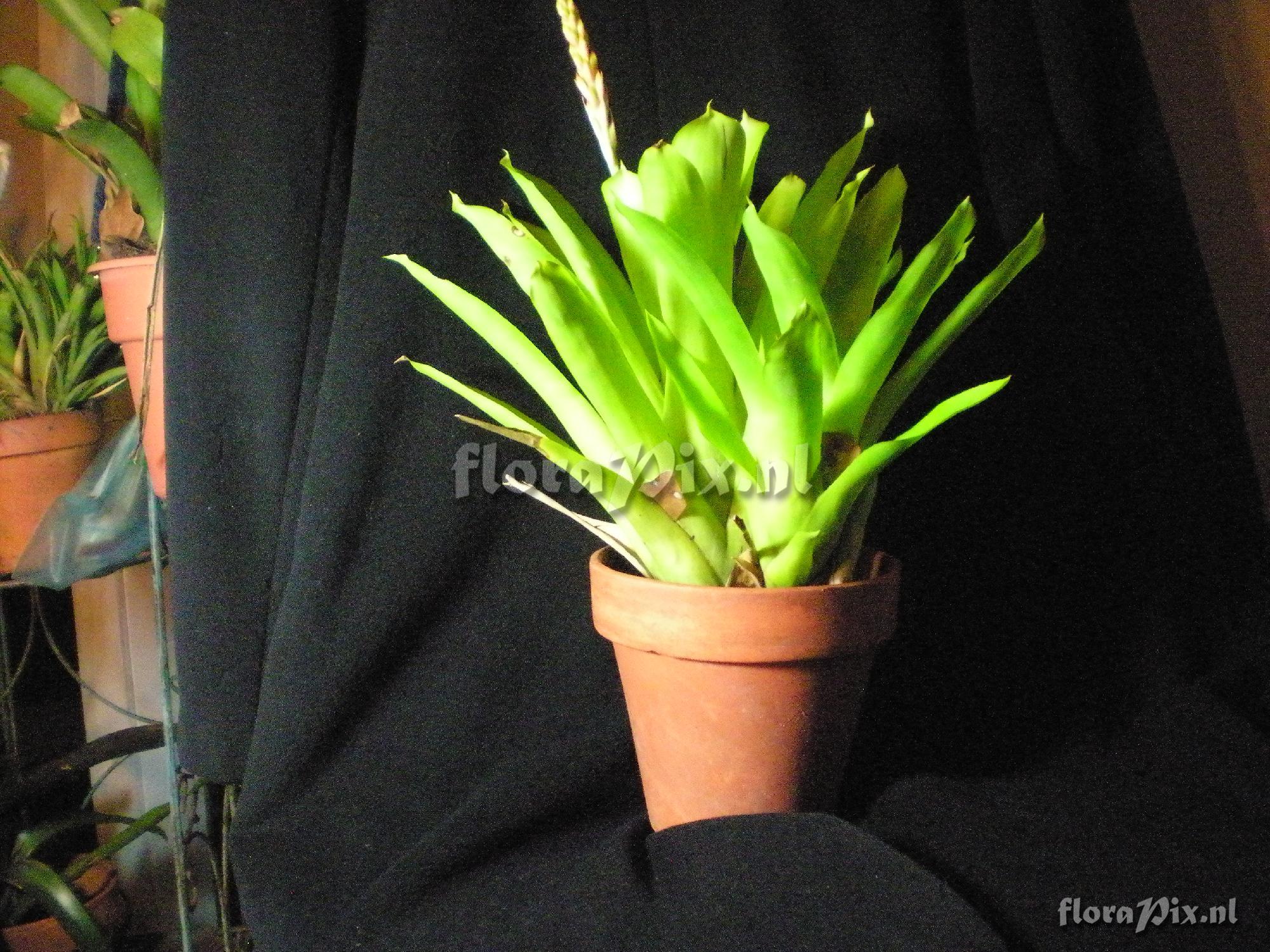 UNKNOWN - Quesnelia Aechmea Cross???