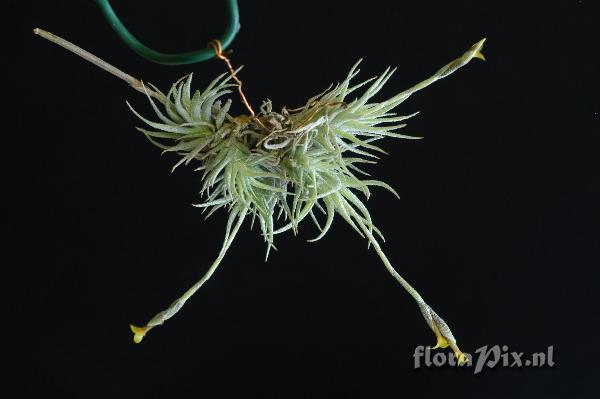 Tillandsia loliacea