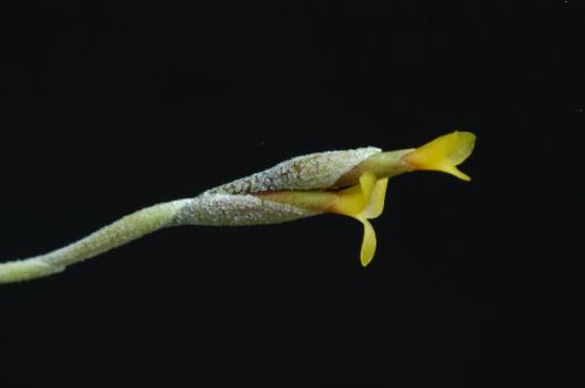 Tillandsia loliacea