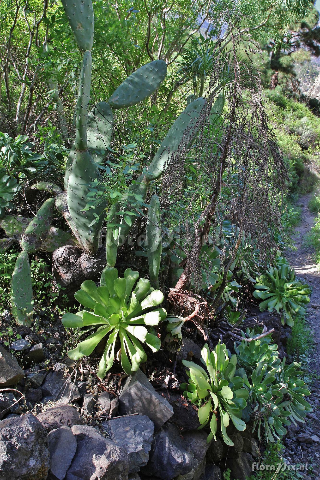 Aeonium calderense