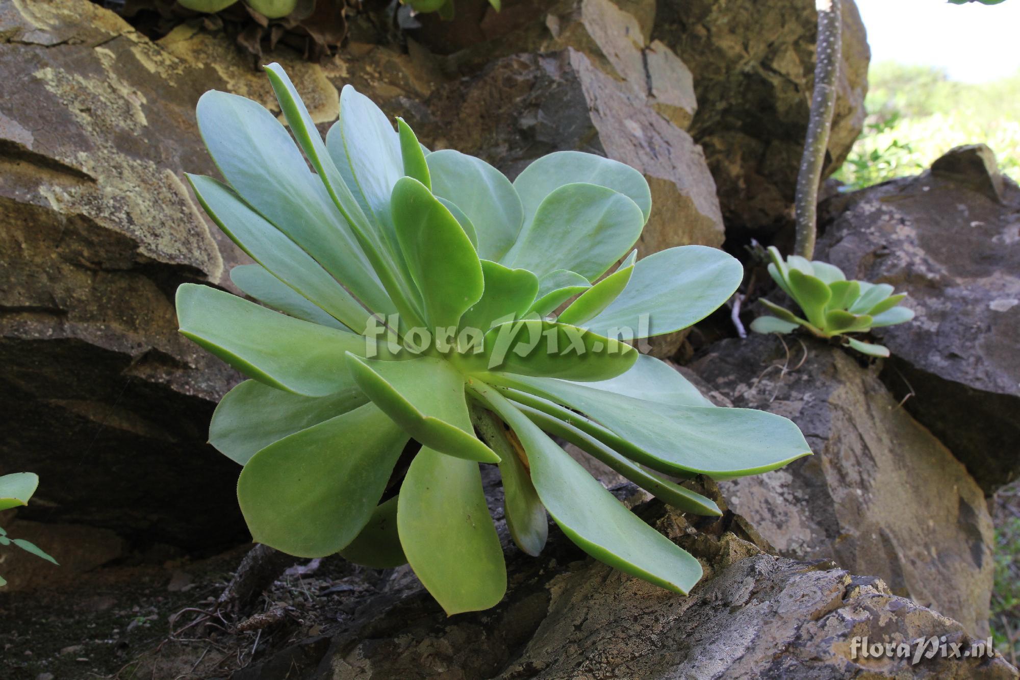 Aeonium calderense