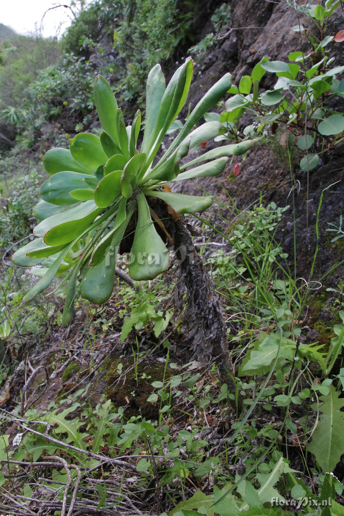 Aeonium vestitum