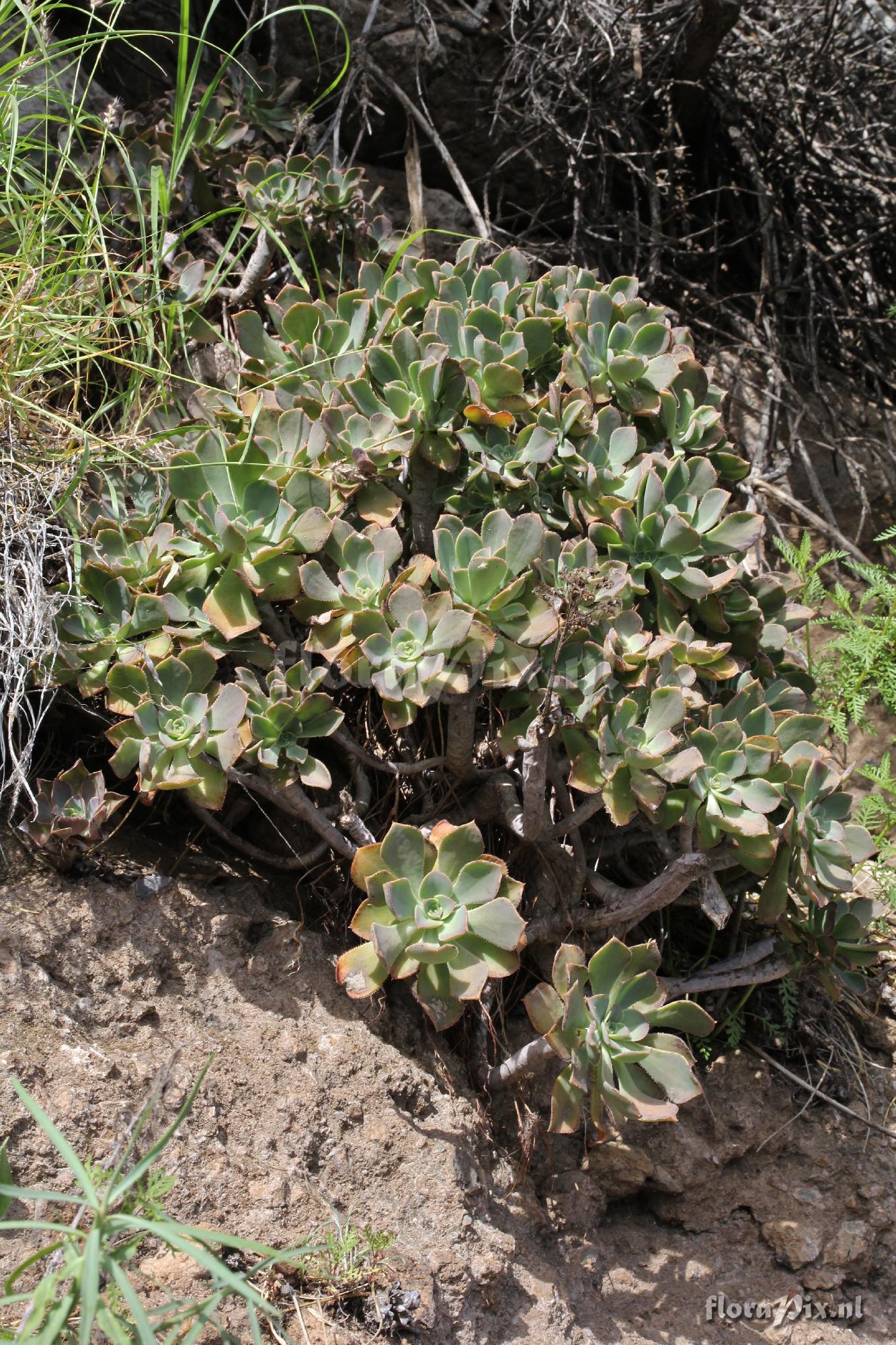 Aeonium davidbramwellii