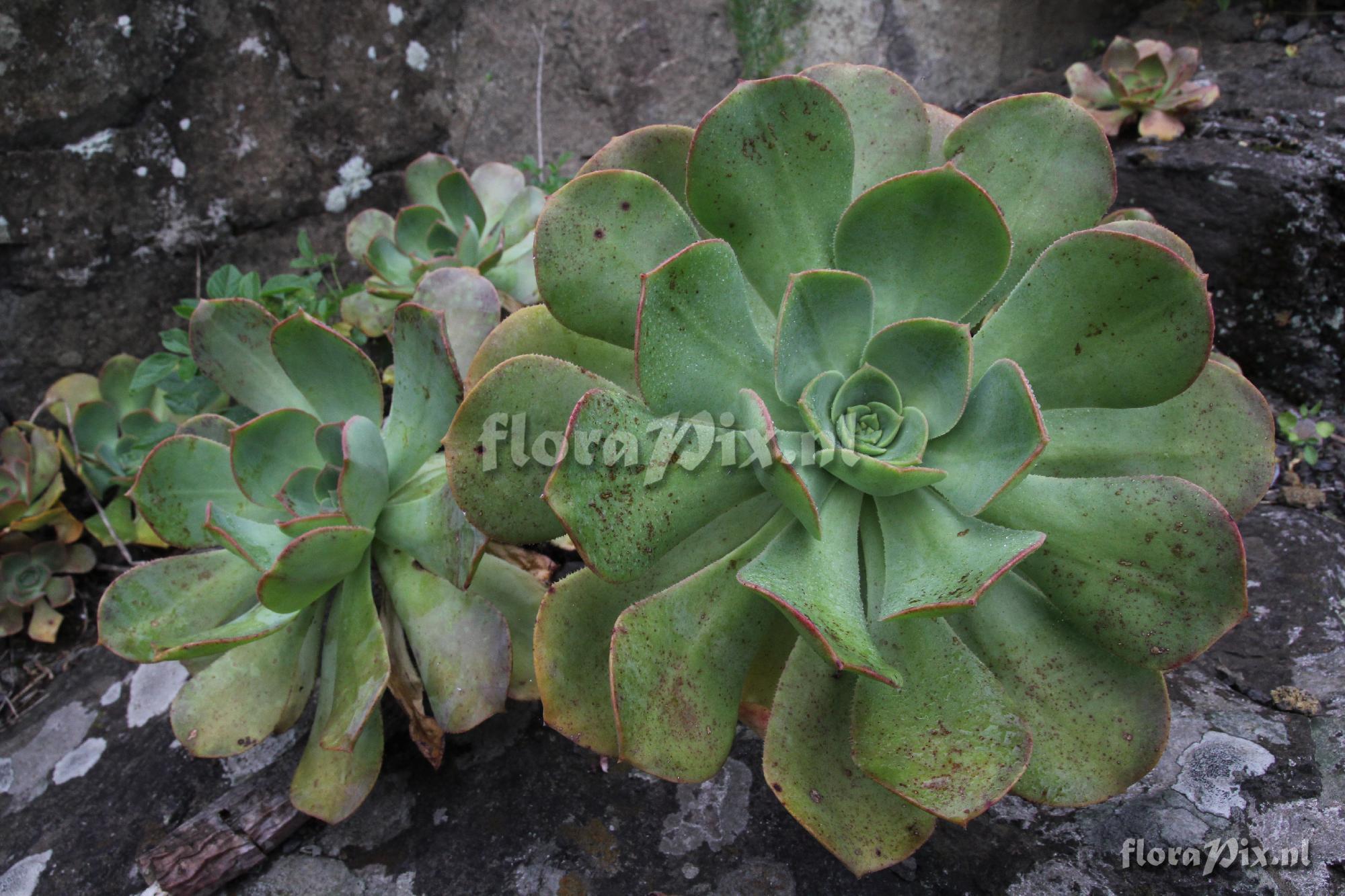 Aeonium davidbramwellii