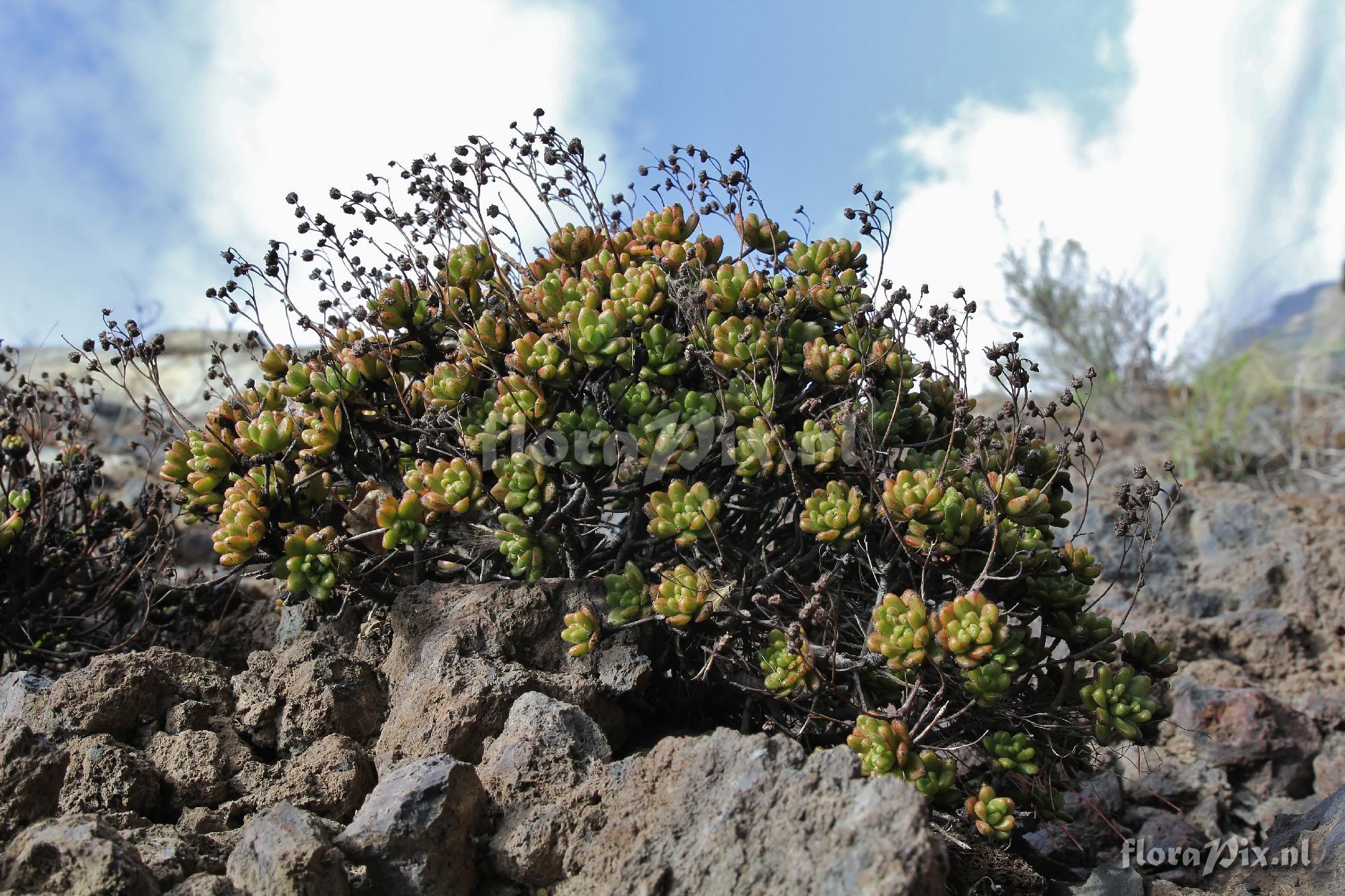 Aeonium sedifolium,