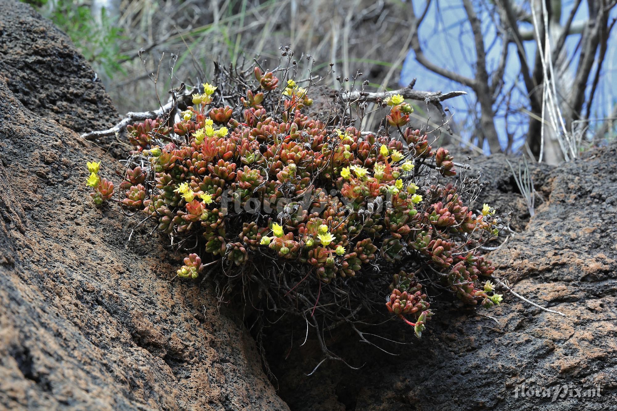 Aeonium sedifolium,