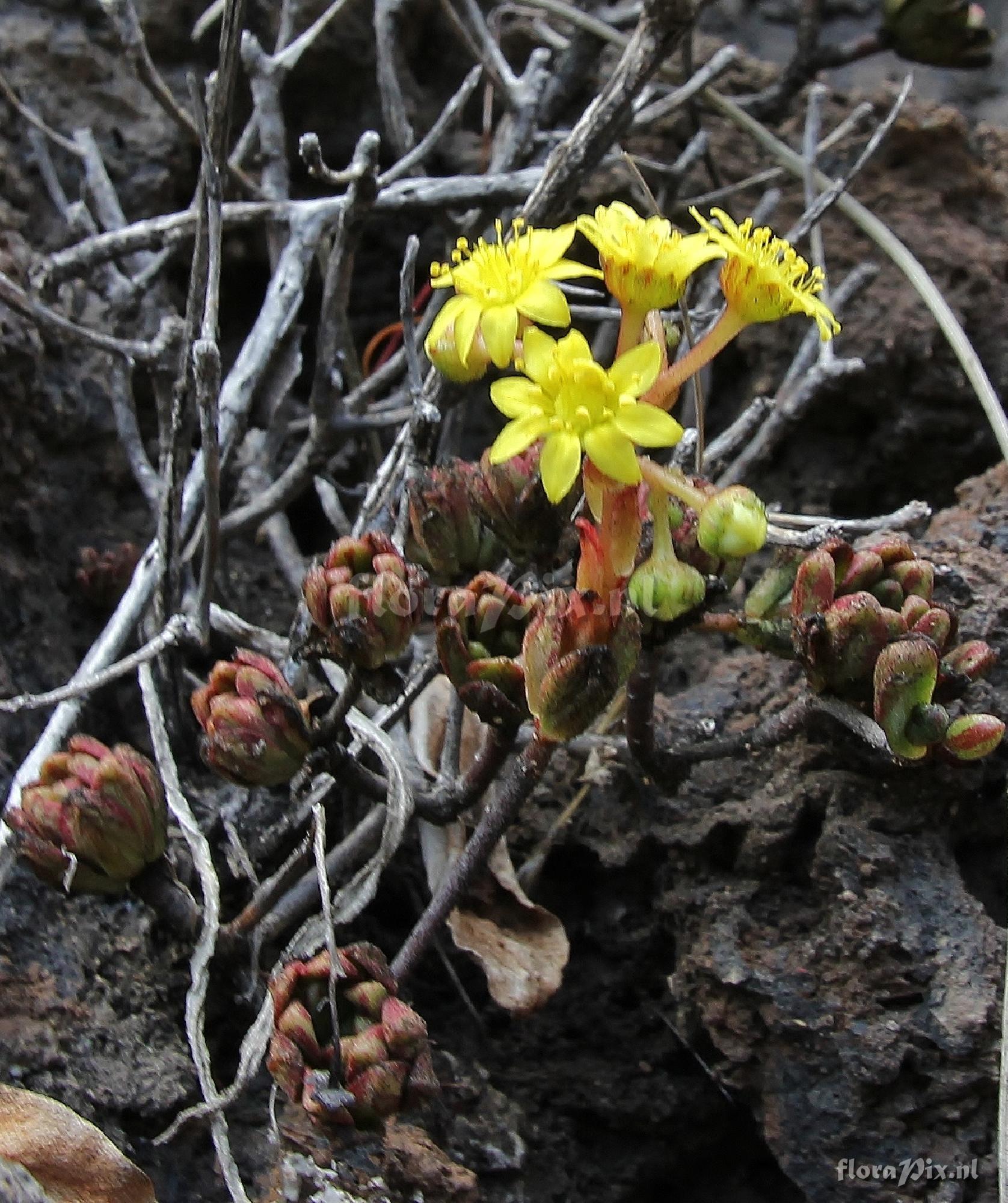 Aeonium sedifolium,