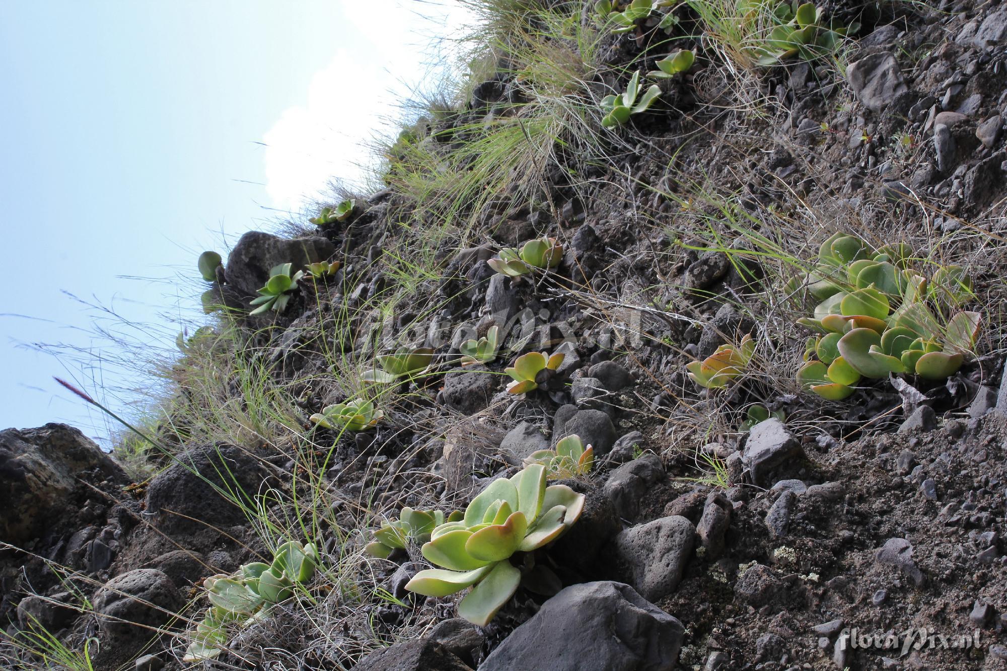 Aeonium nobile