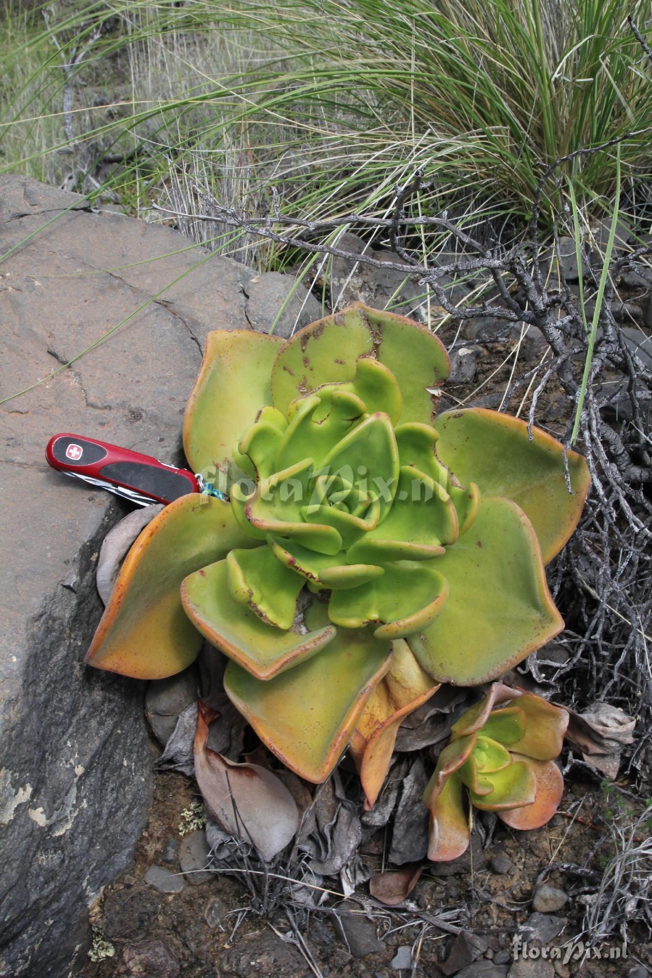 Aeonium nobile