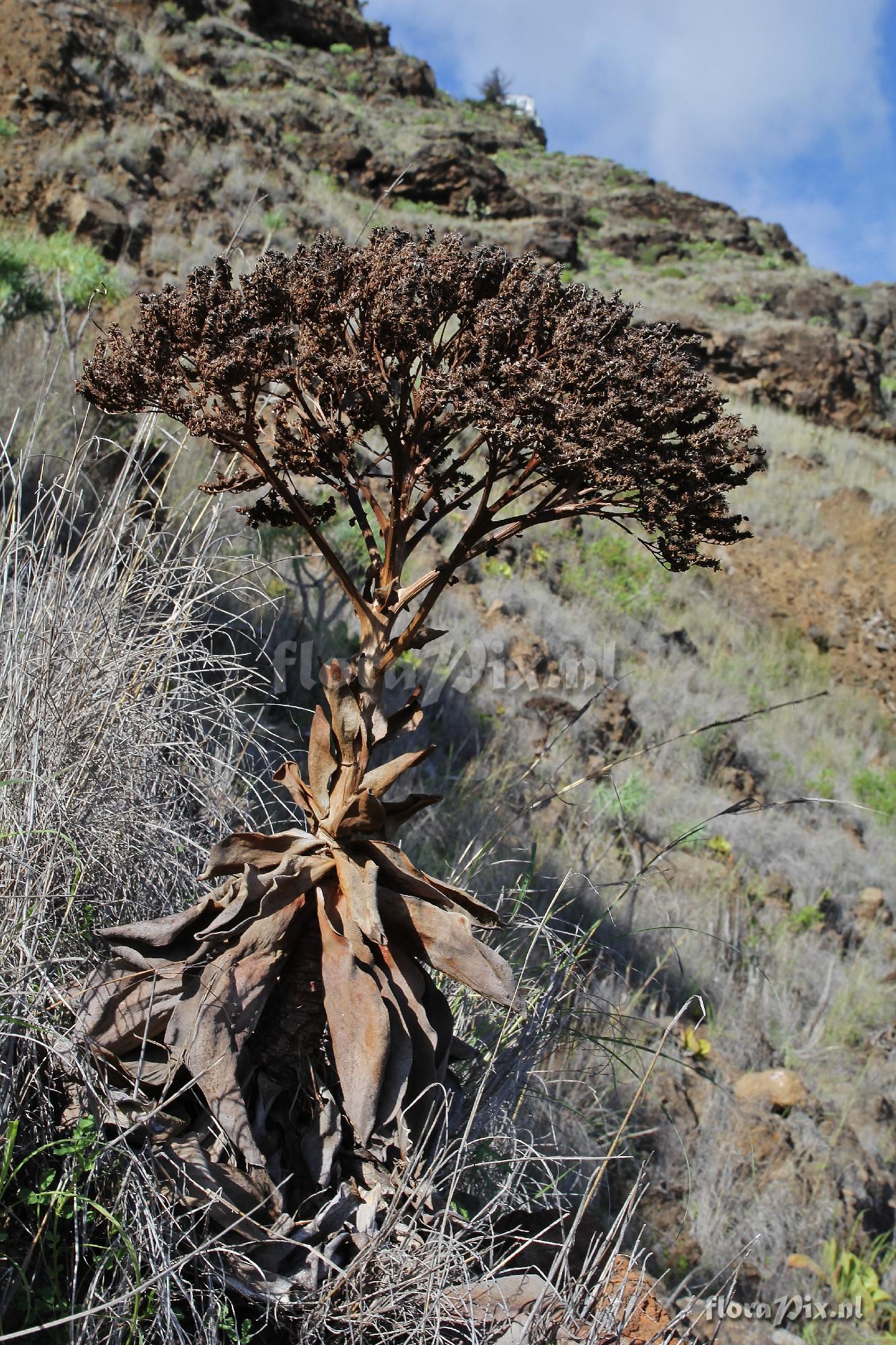 Aeonium nobile