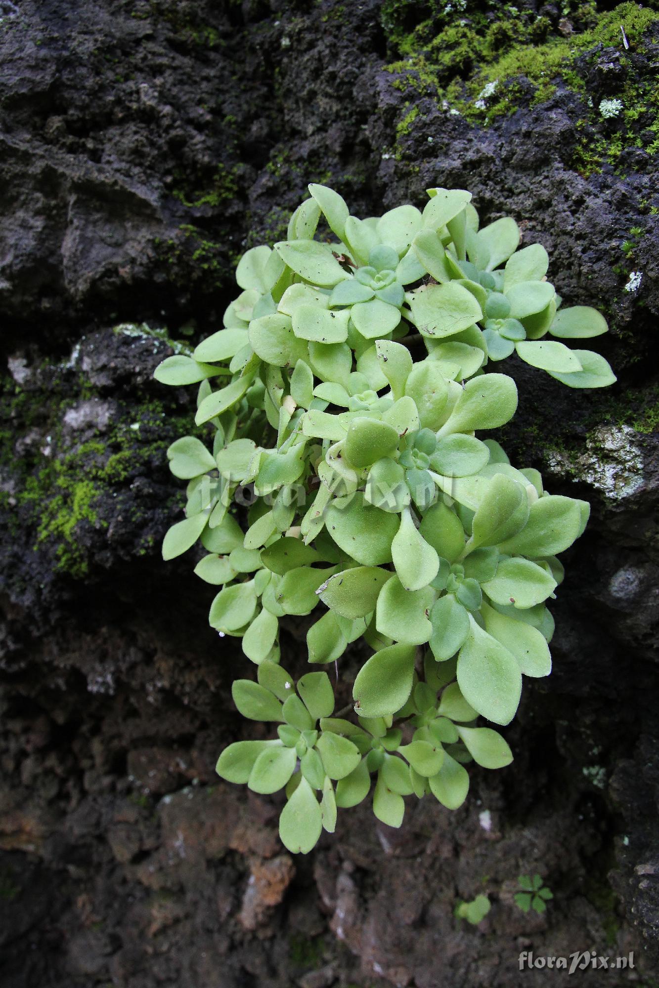 Aeonium goochiae