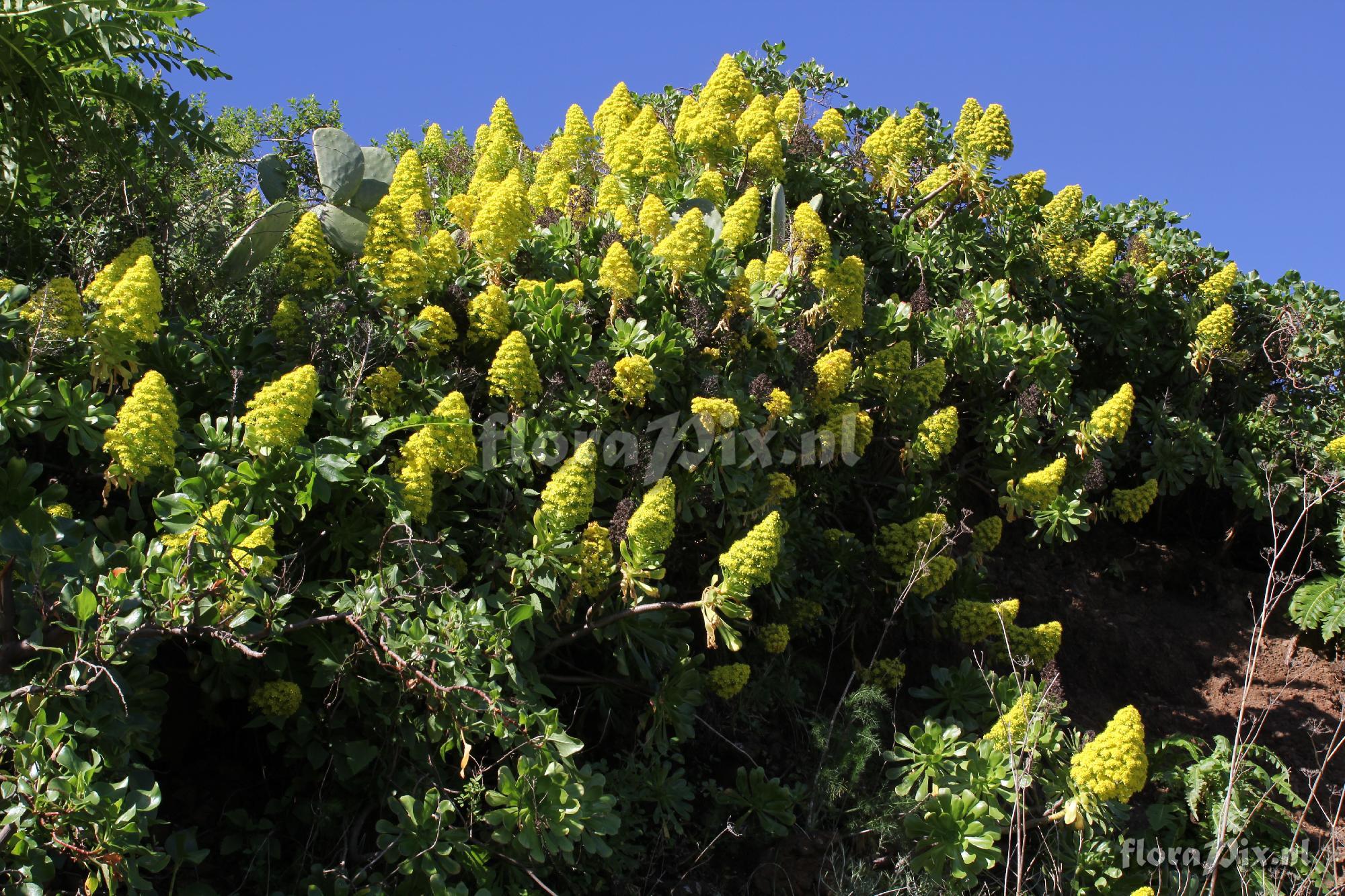 Aeonium holochrysum