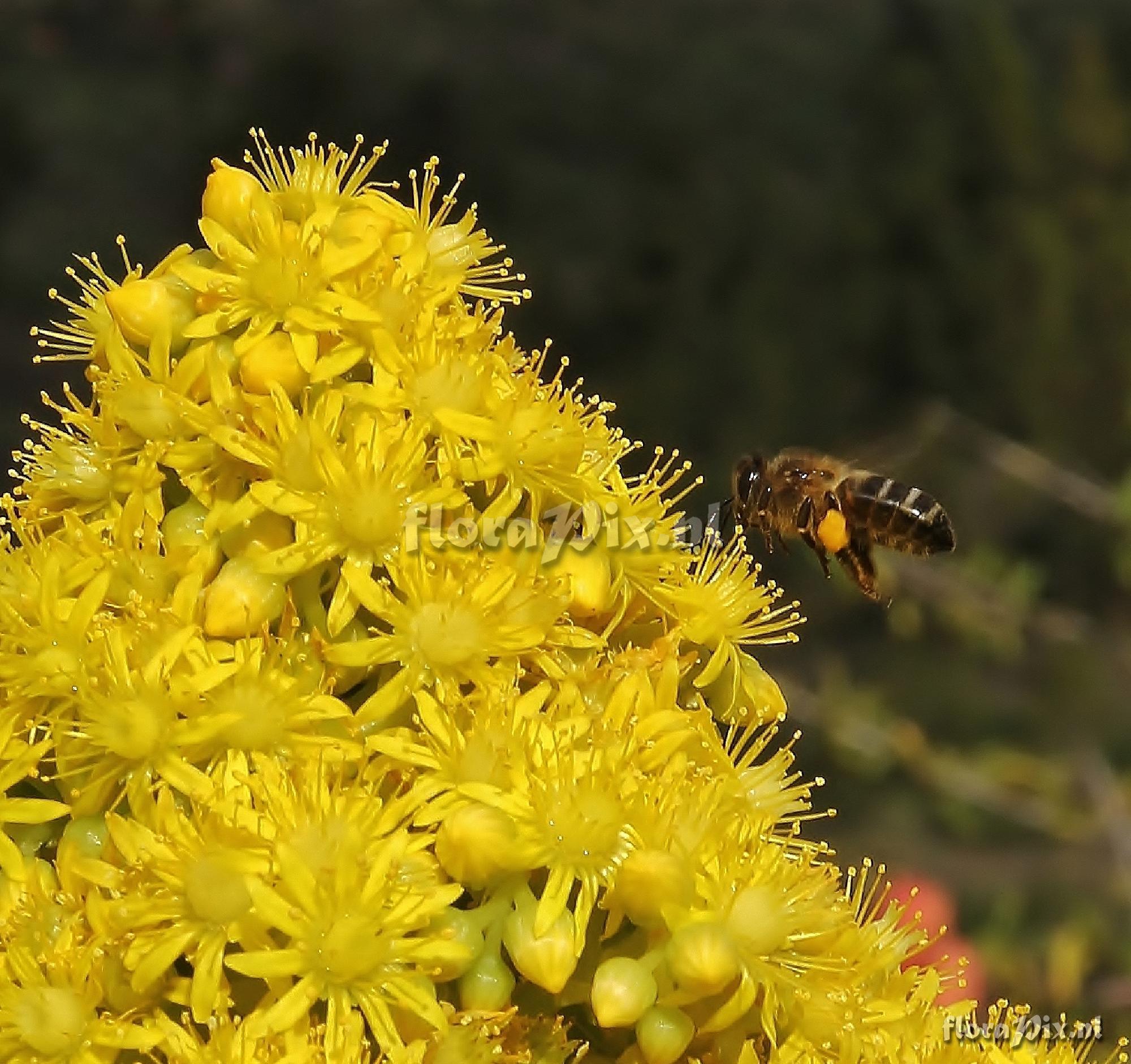 Aeonium holochrysum