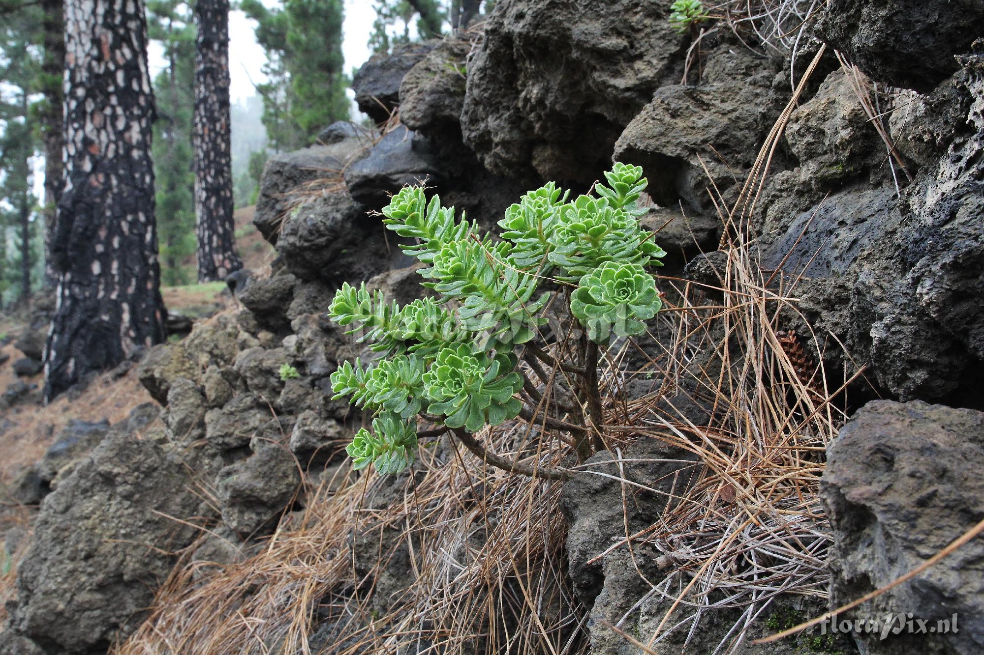 Aeonium spathulatum var. cruentum