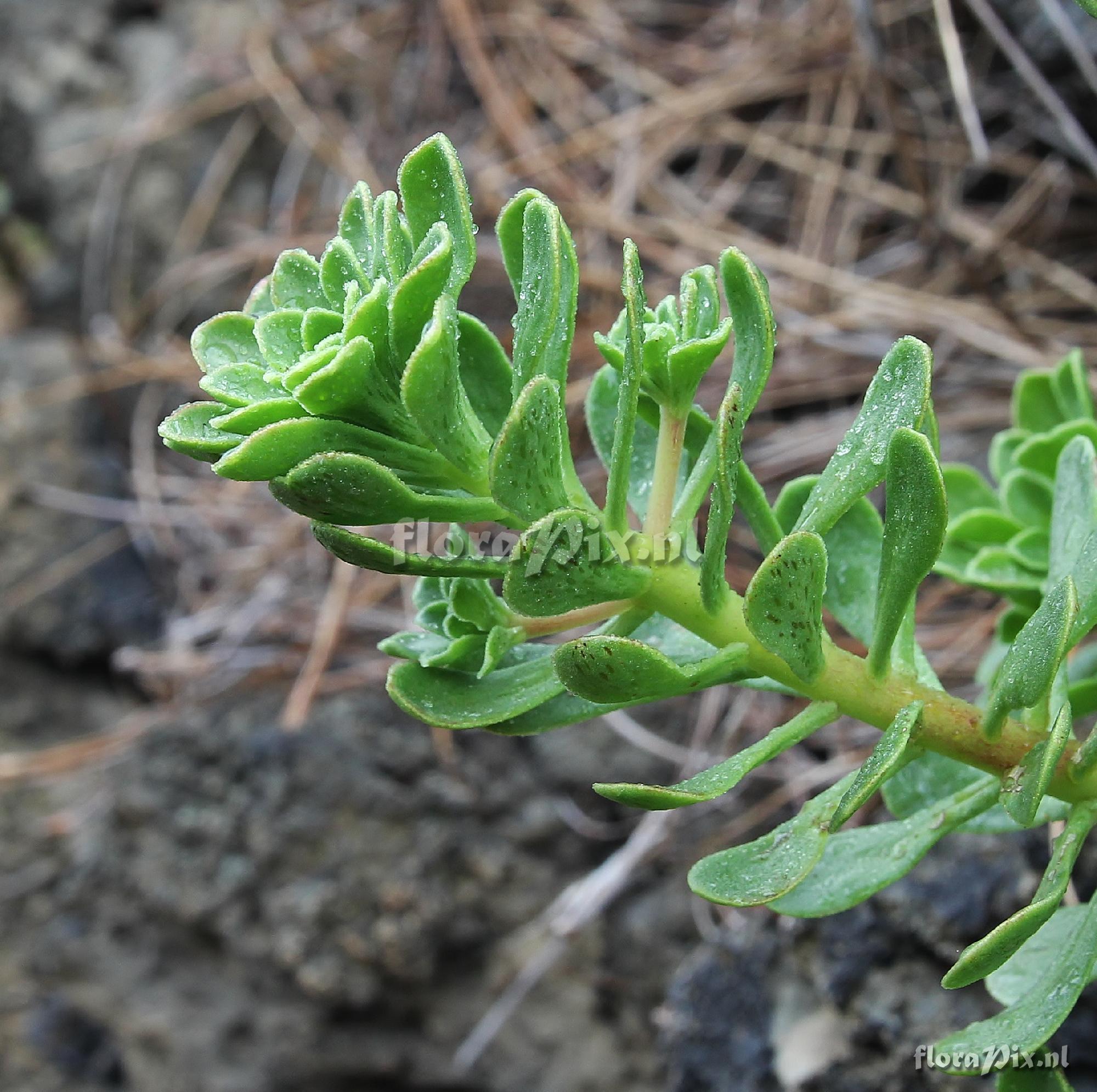 Aeonium spathulatum var. cruentum