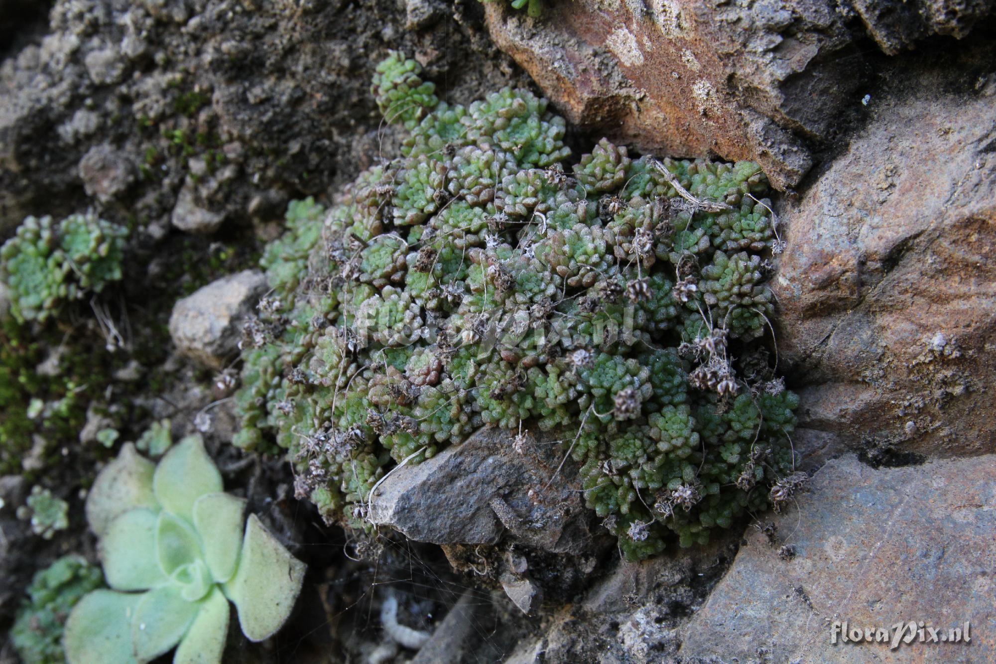 Monanthes polyphylla