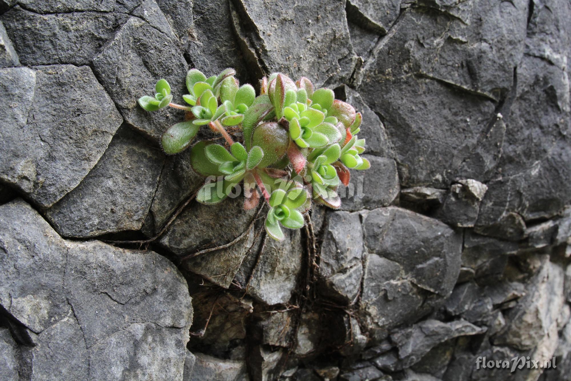 Aeonium saundersii