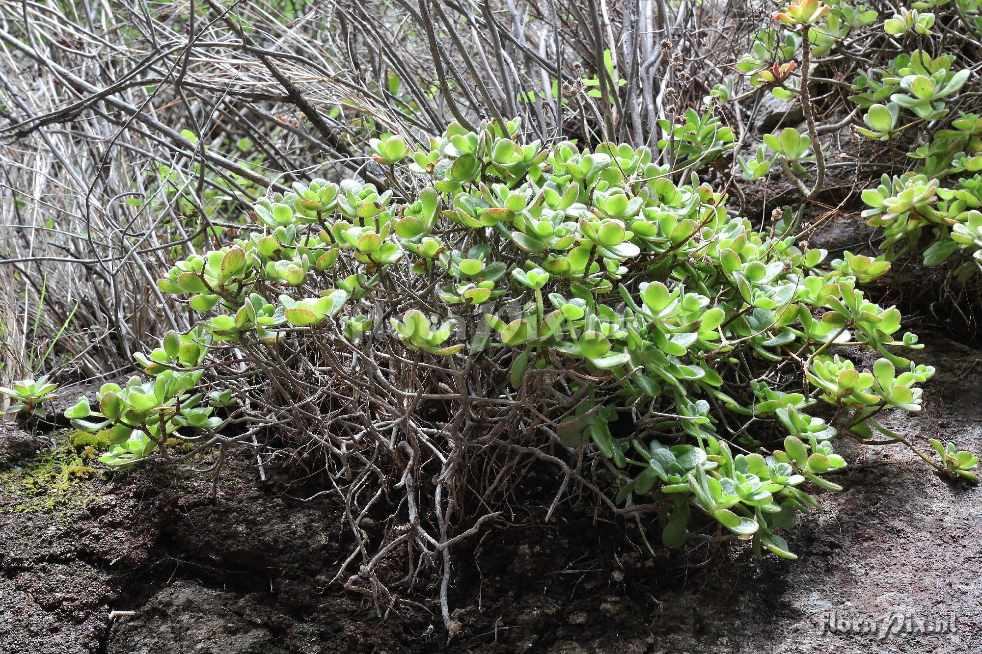 Aeonium saundersii