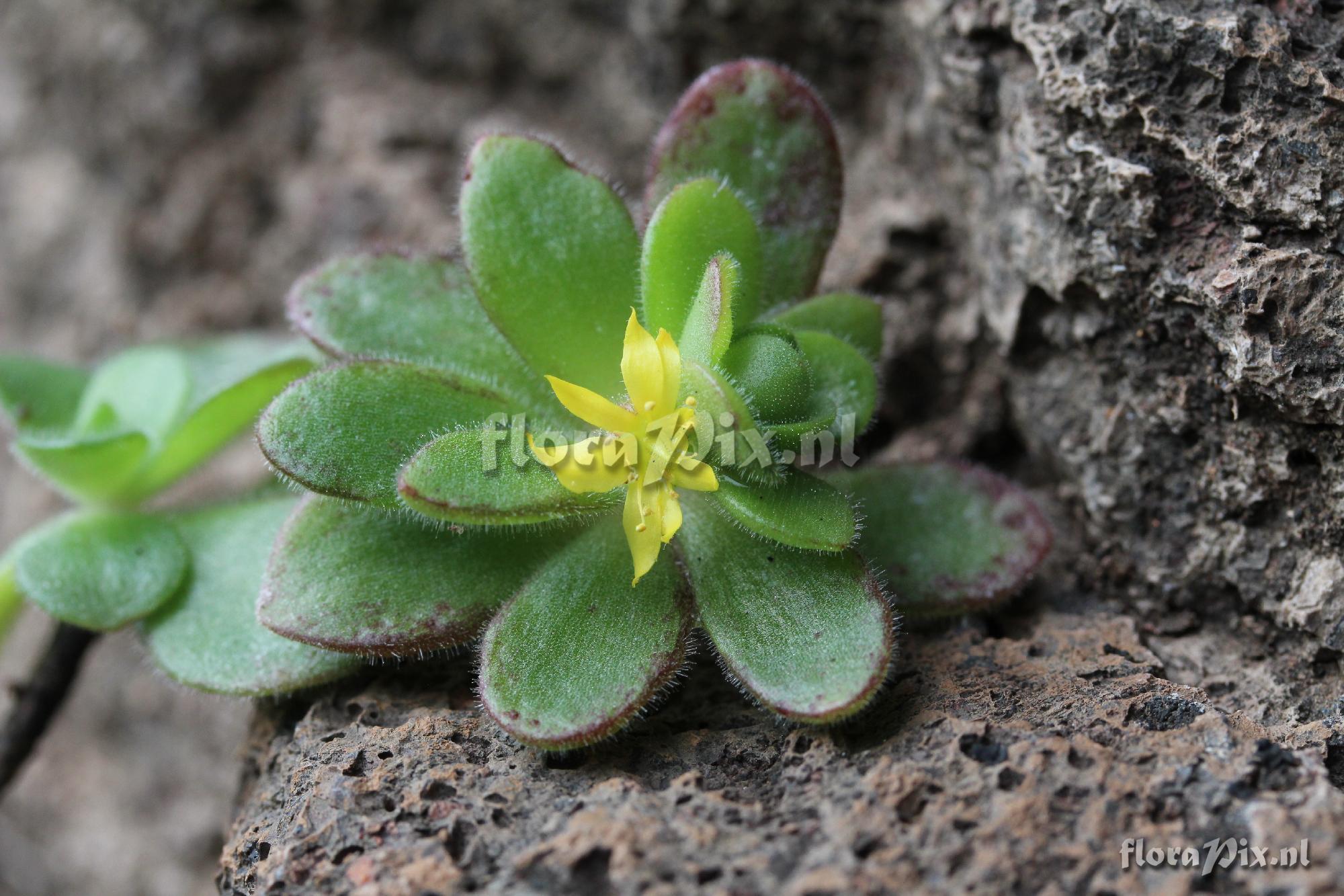 Aeonium saundersii