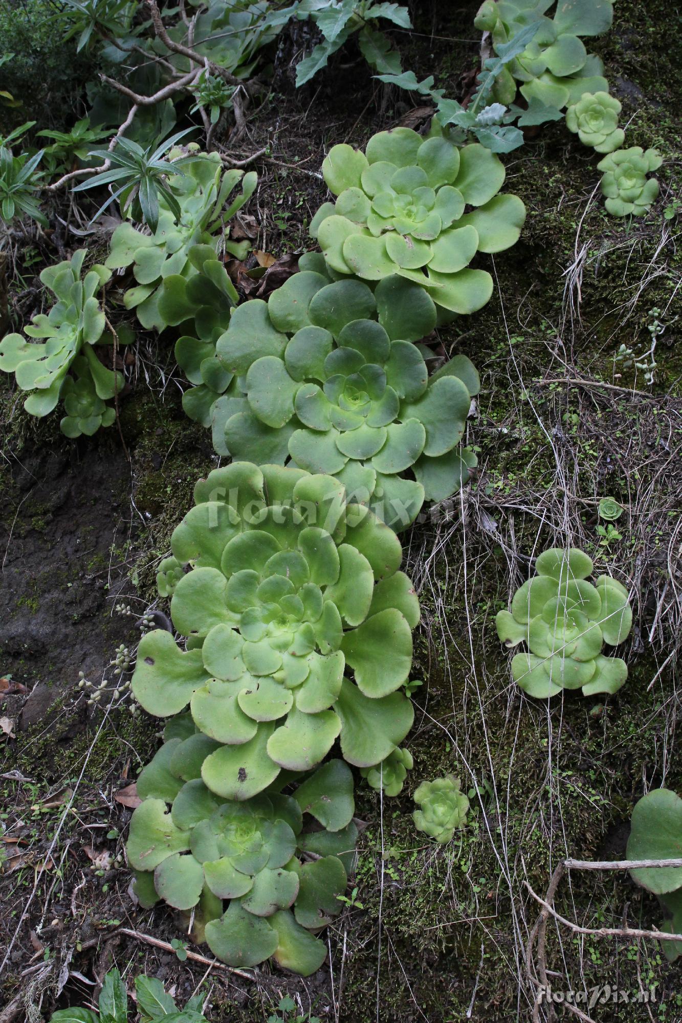 Aeonium subplanum