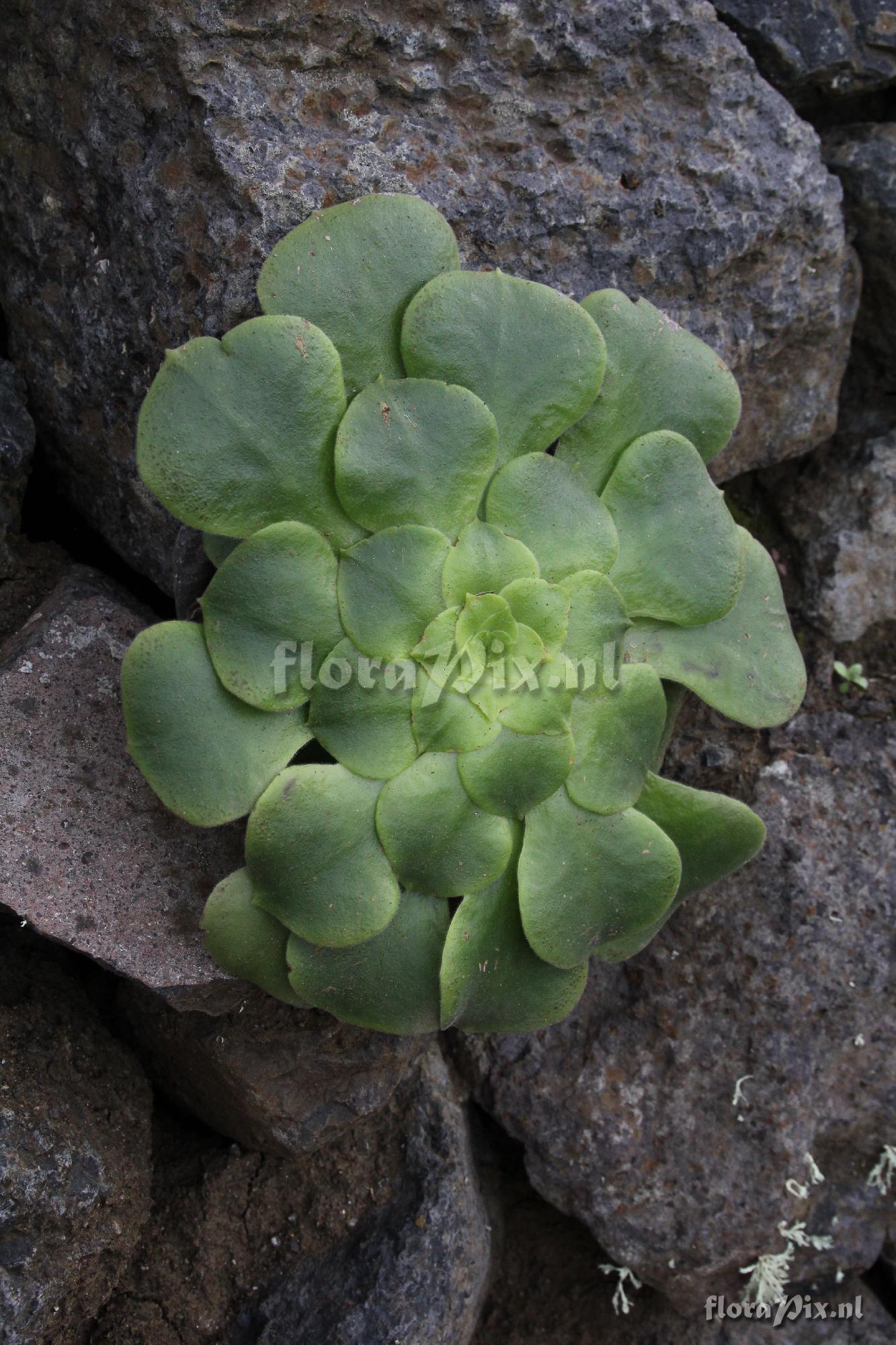 Aeonium subplanum