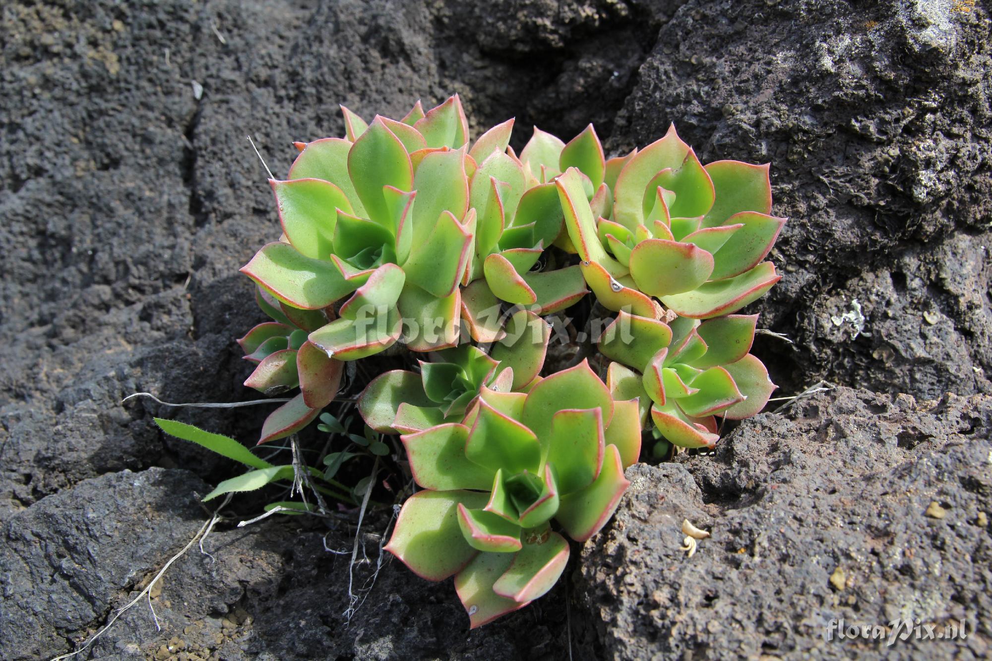 Aeonium decorum