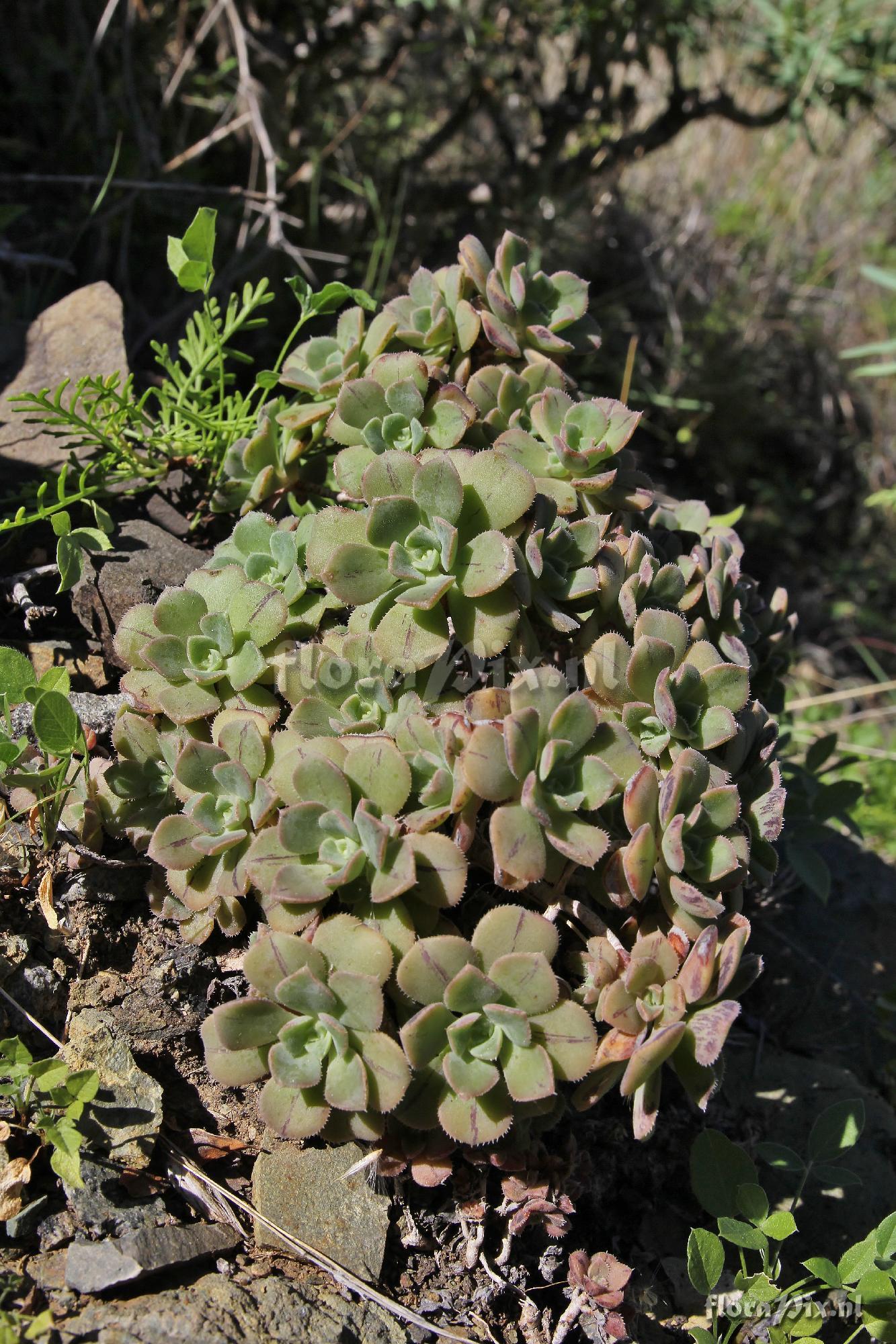 Aeonium decorum