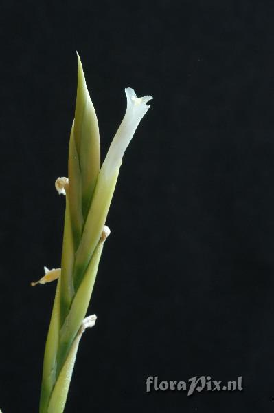 Tillandsia lorentziana