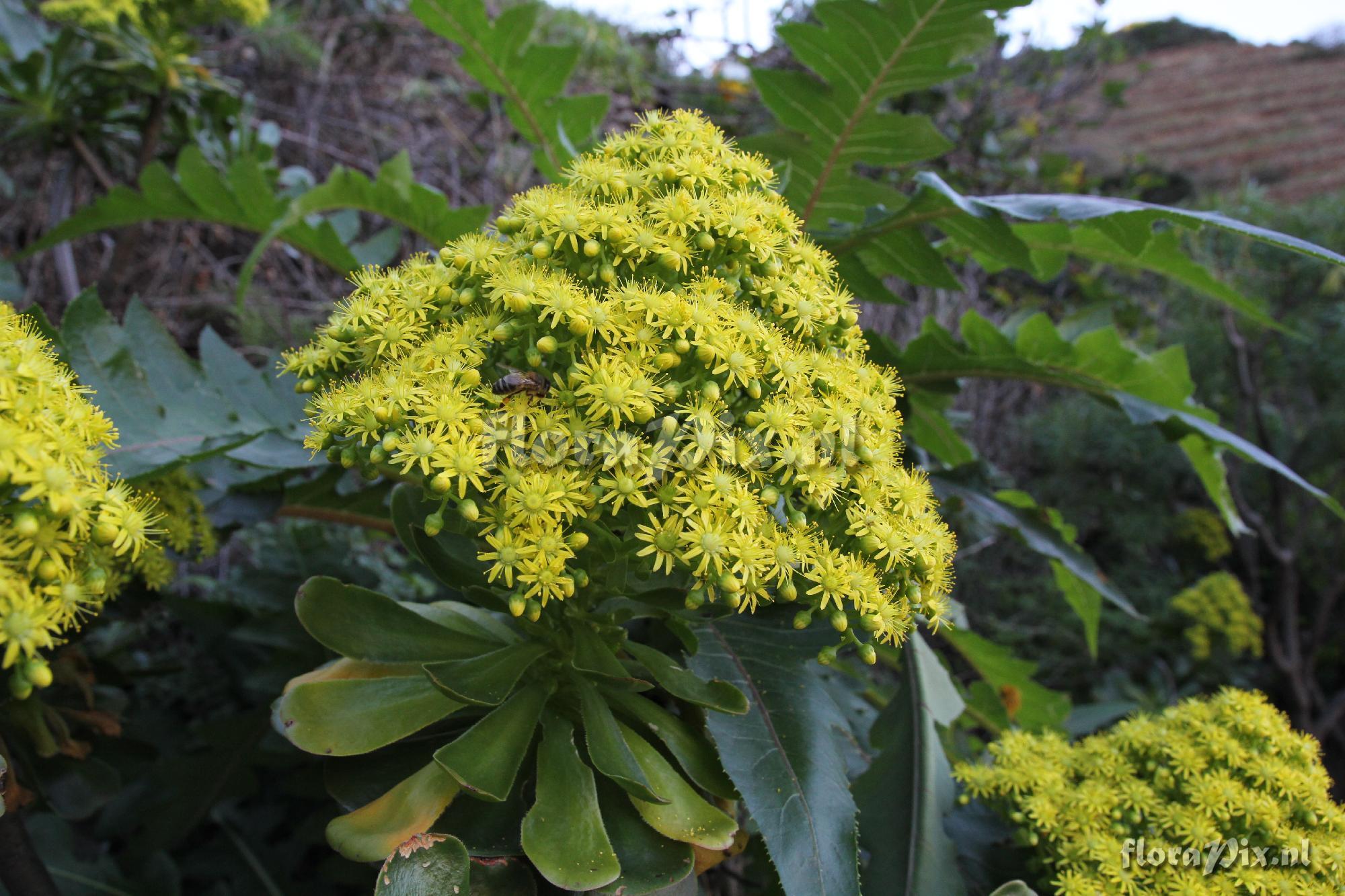 Aeonium elongatum