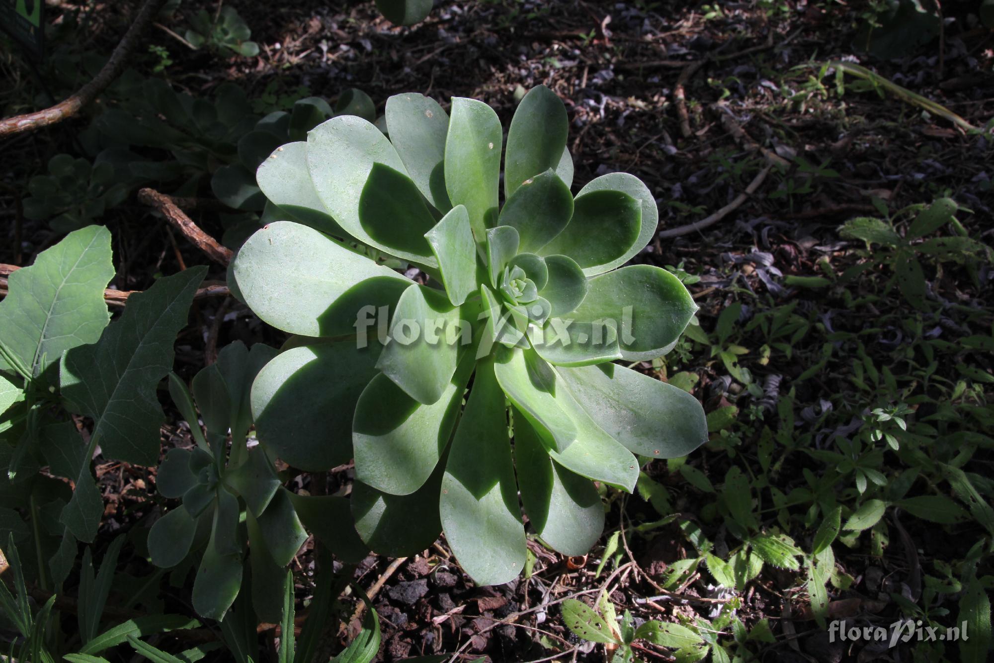 Aeonium gomerense