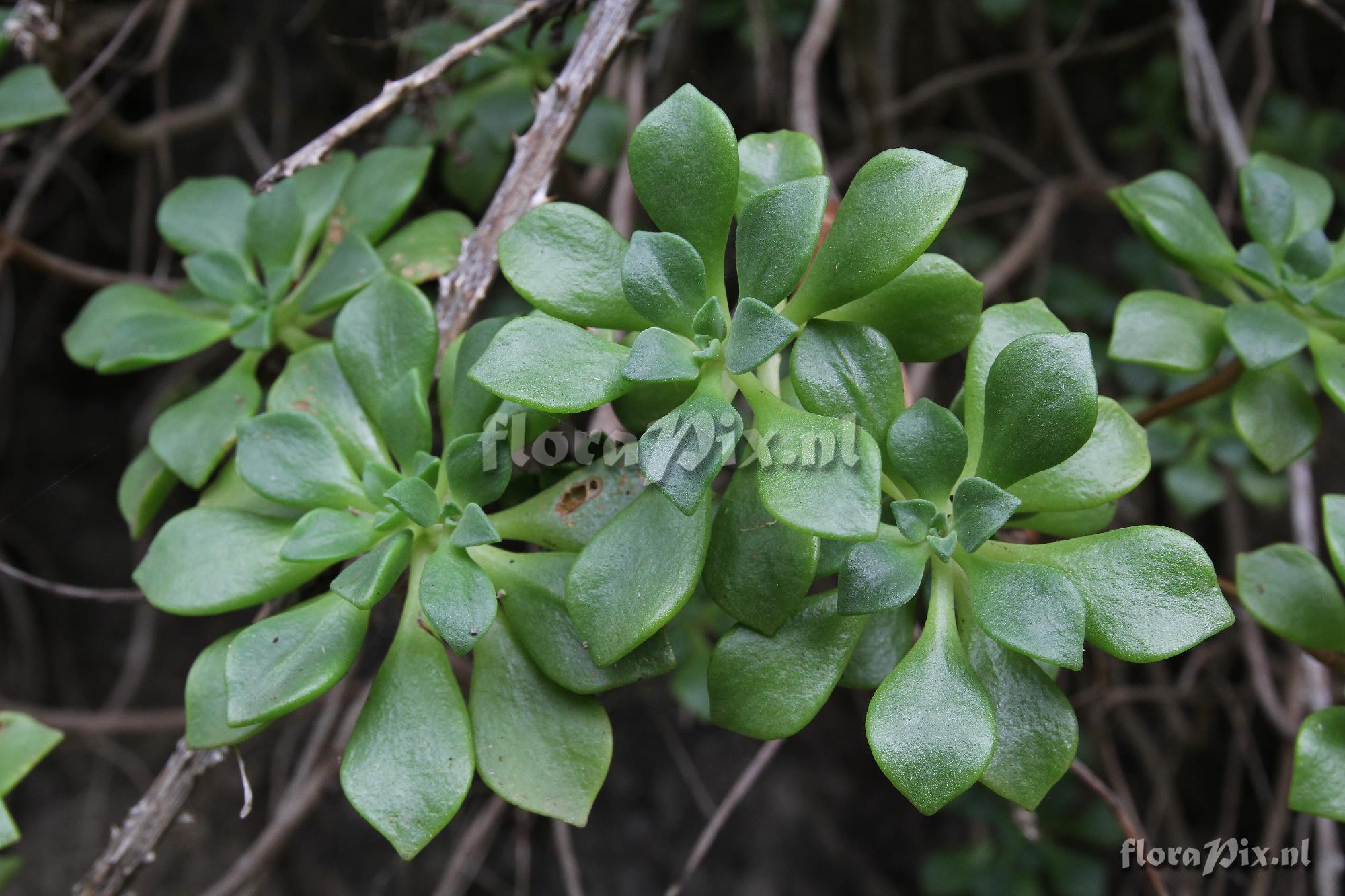 Aeonium viscatum